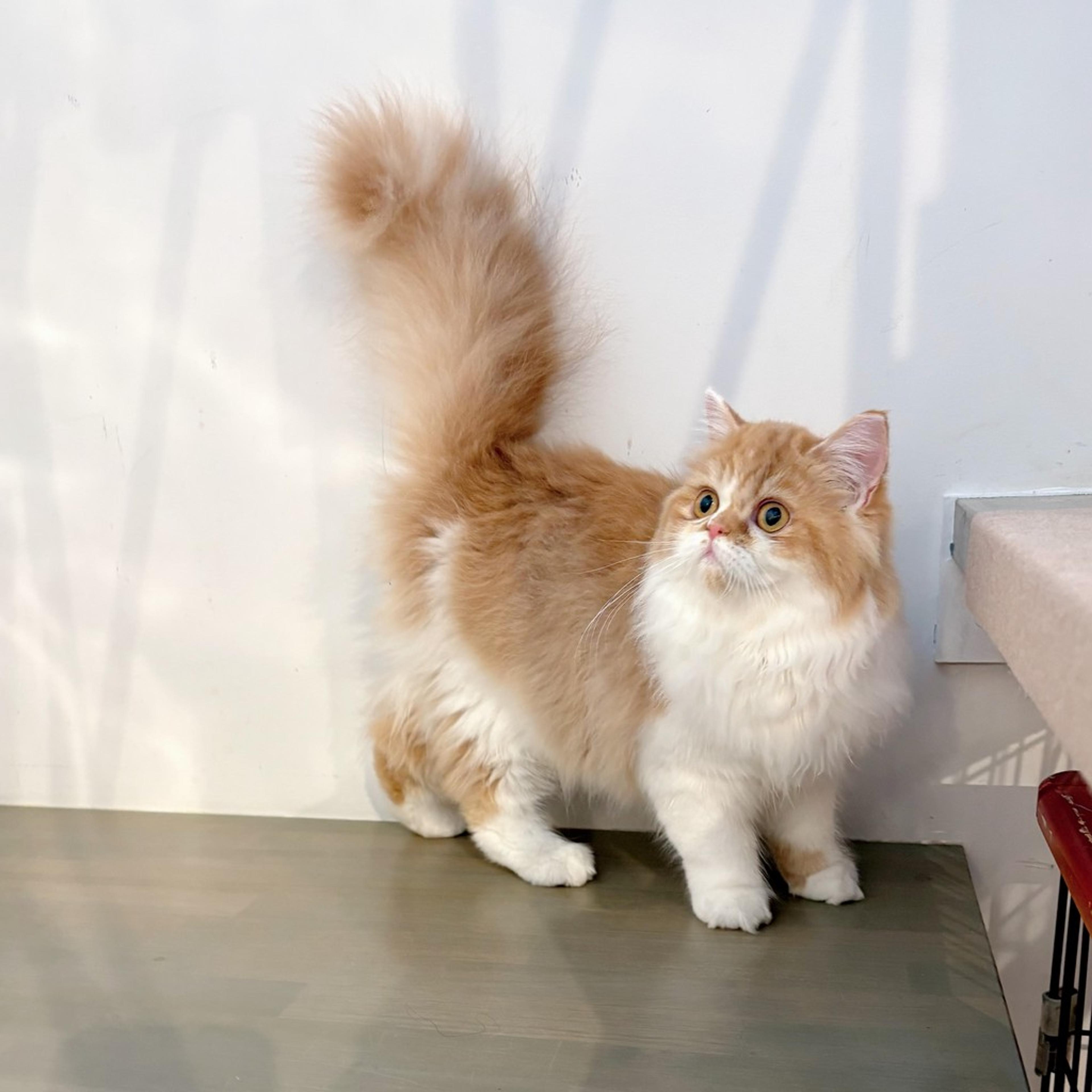 pet-image-6
