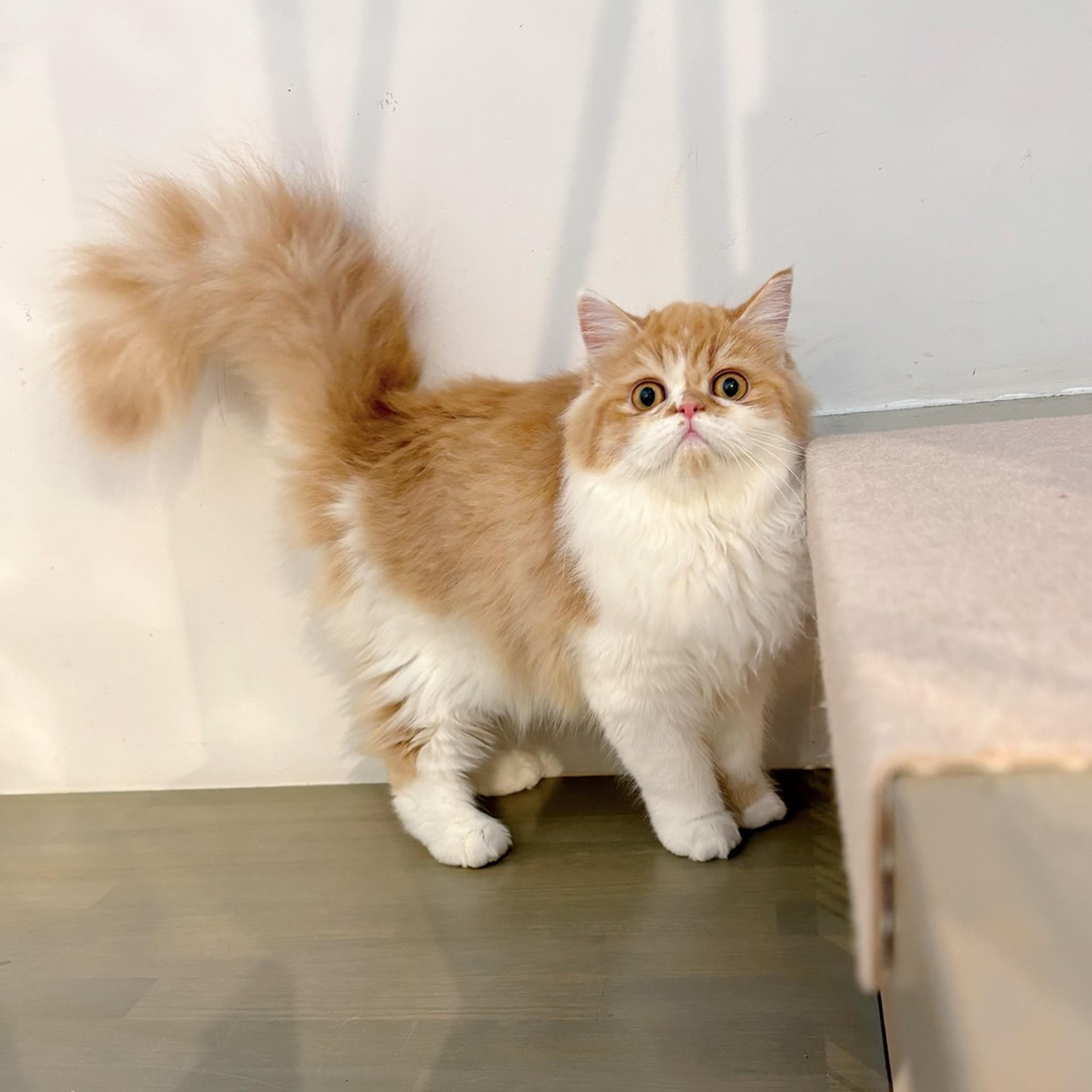 pet-image-7