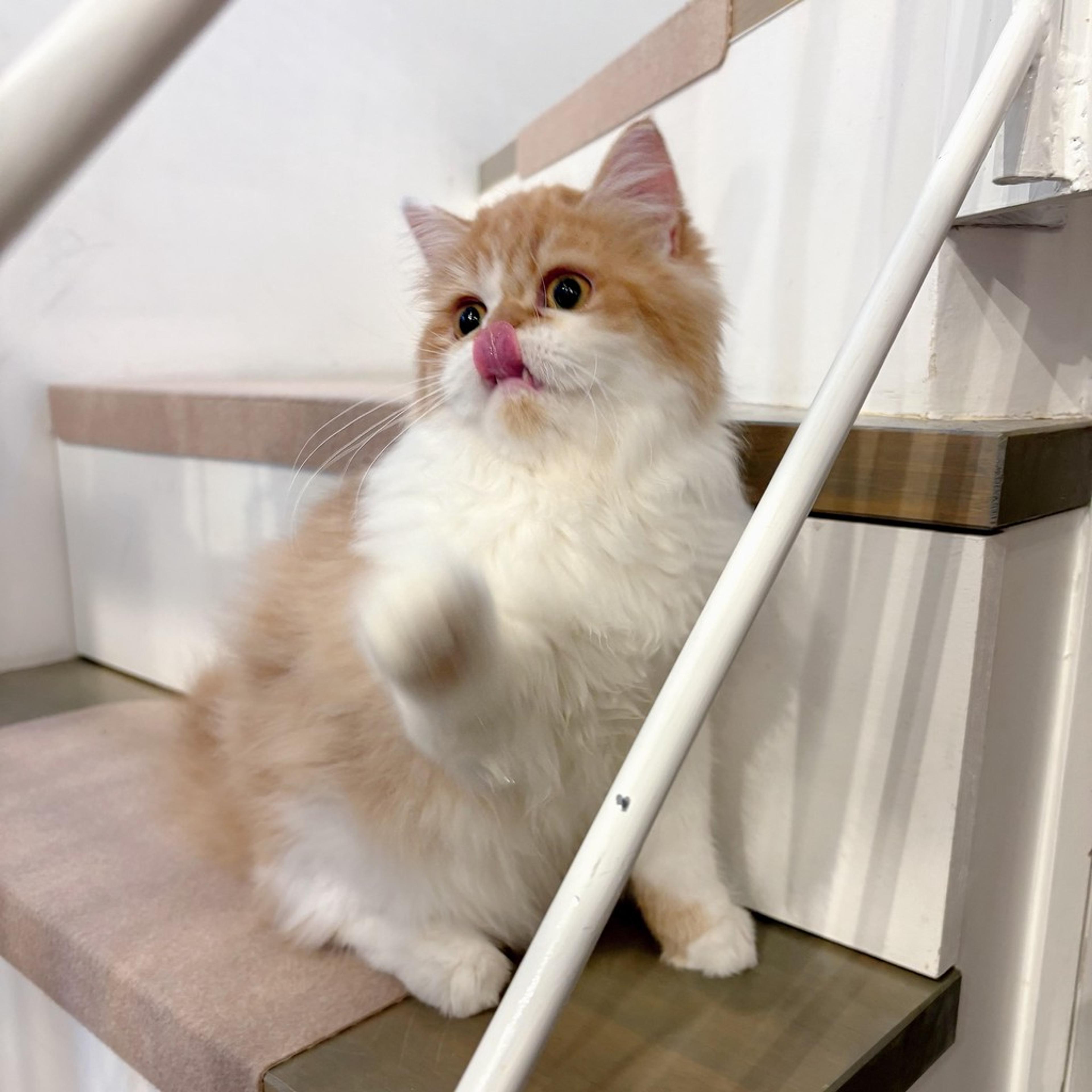 pet-image-8
