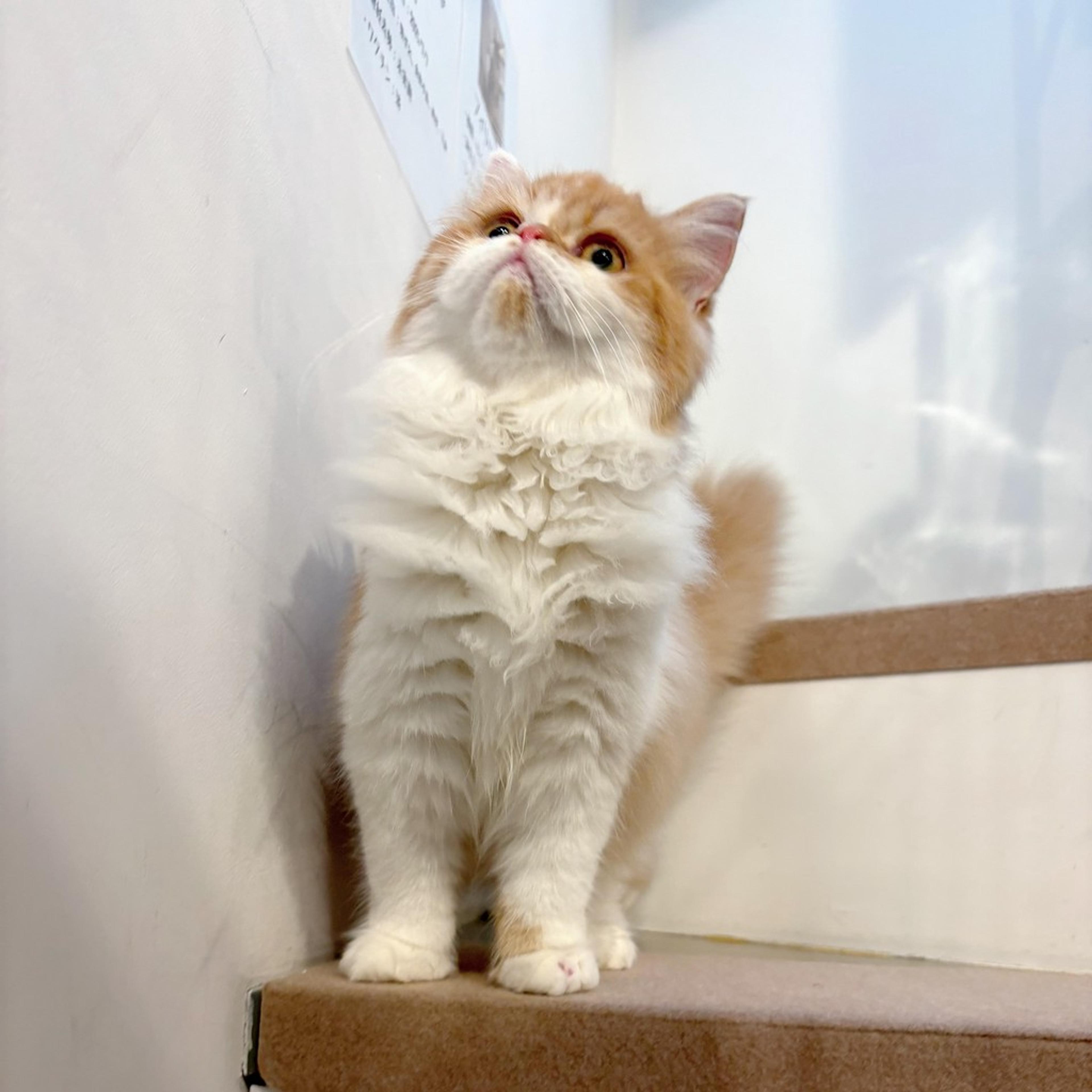 pet-image-9