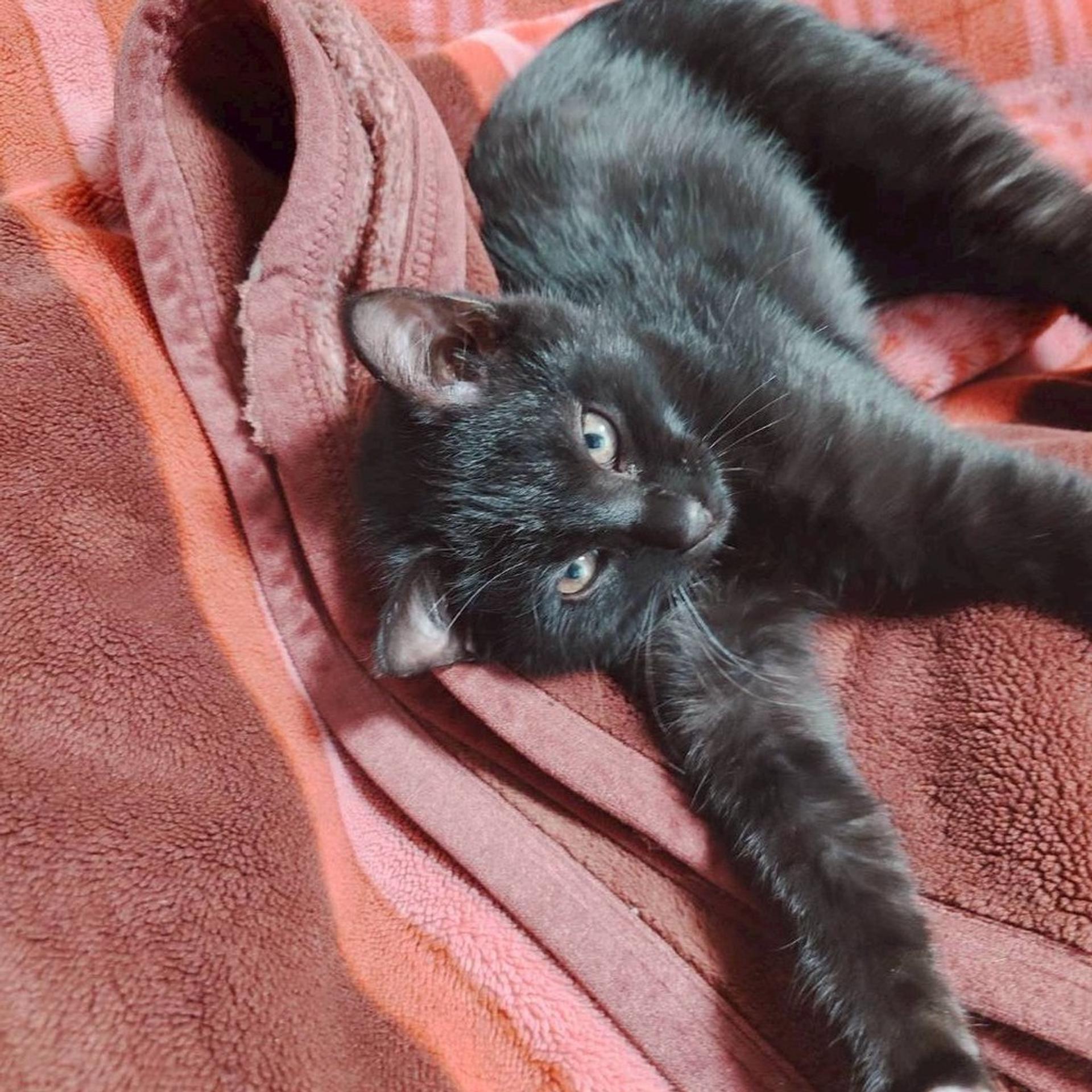 pet-image-4