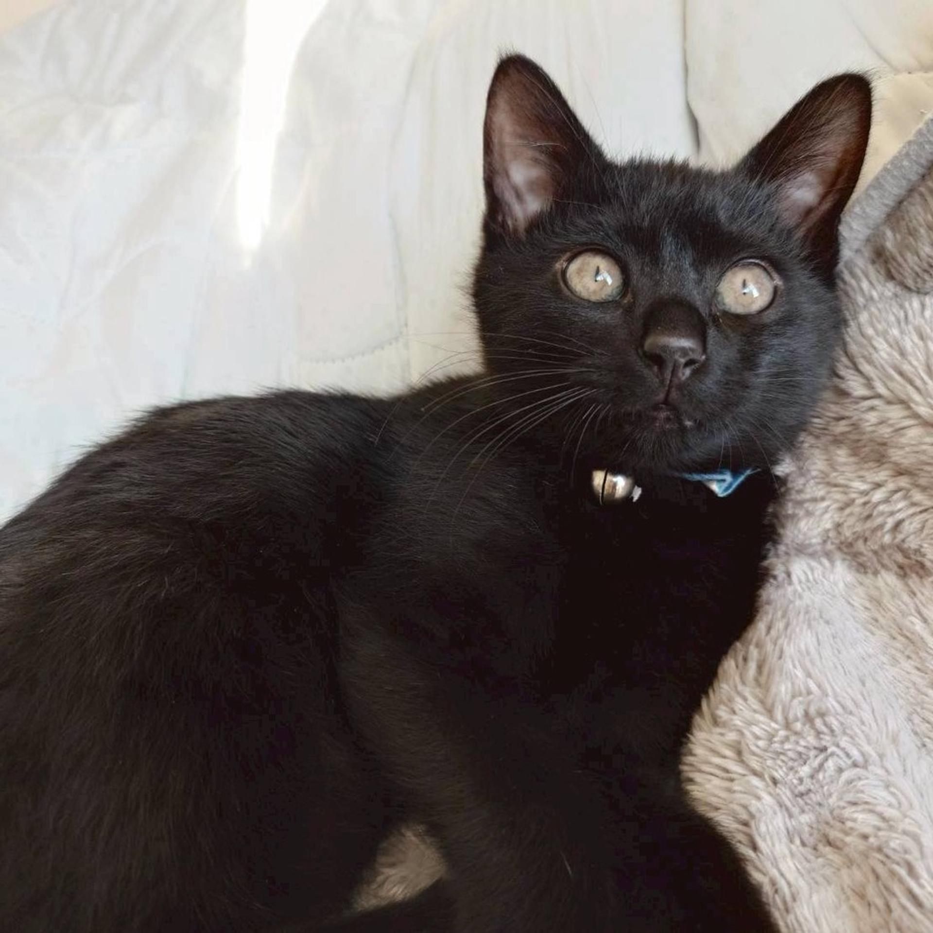 pet-image-5