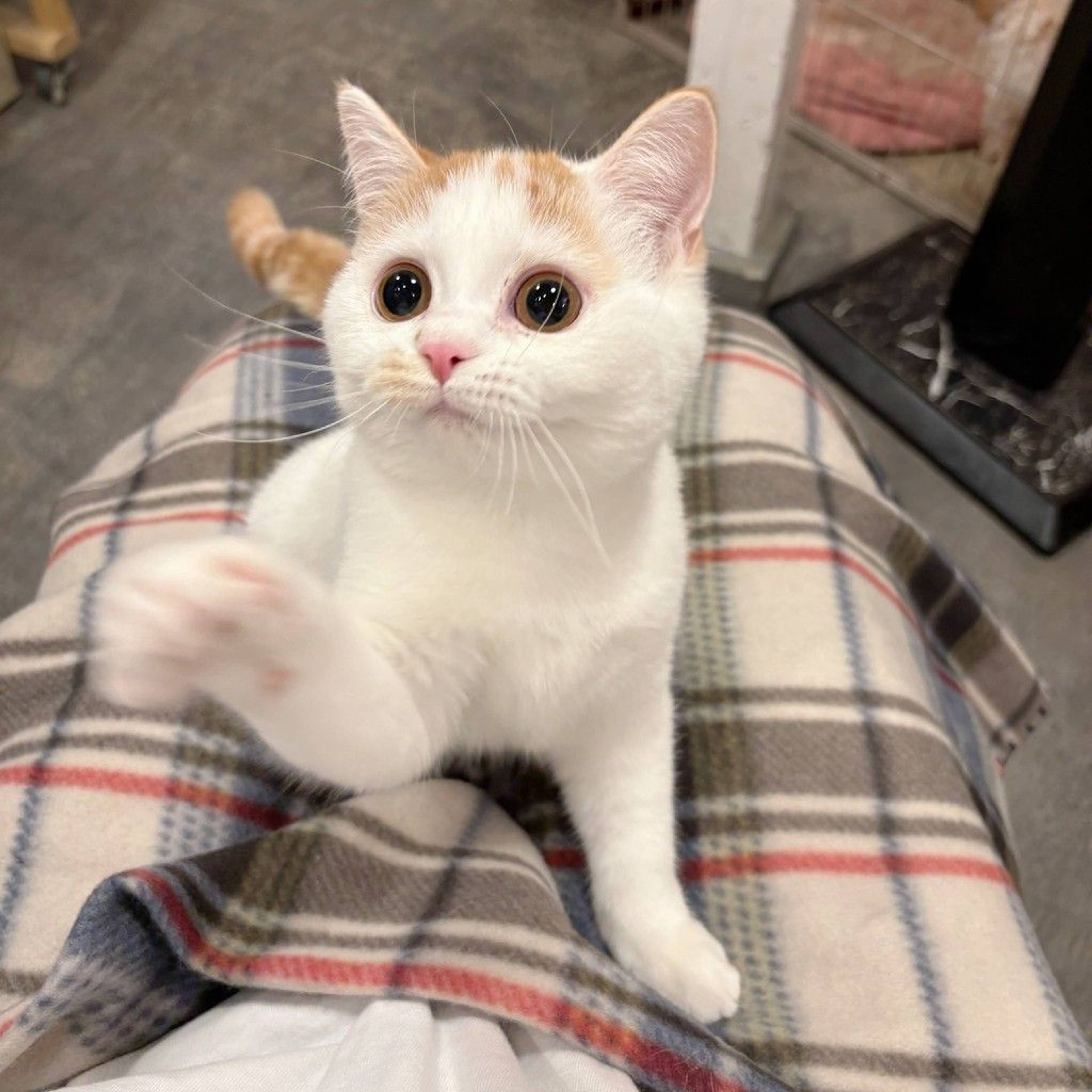 マンチカン・オスの里親募集の写真