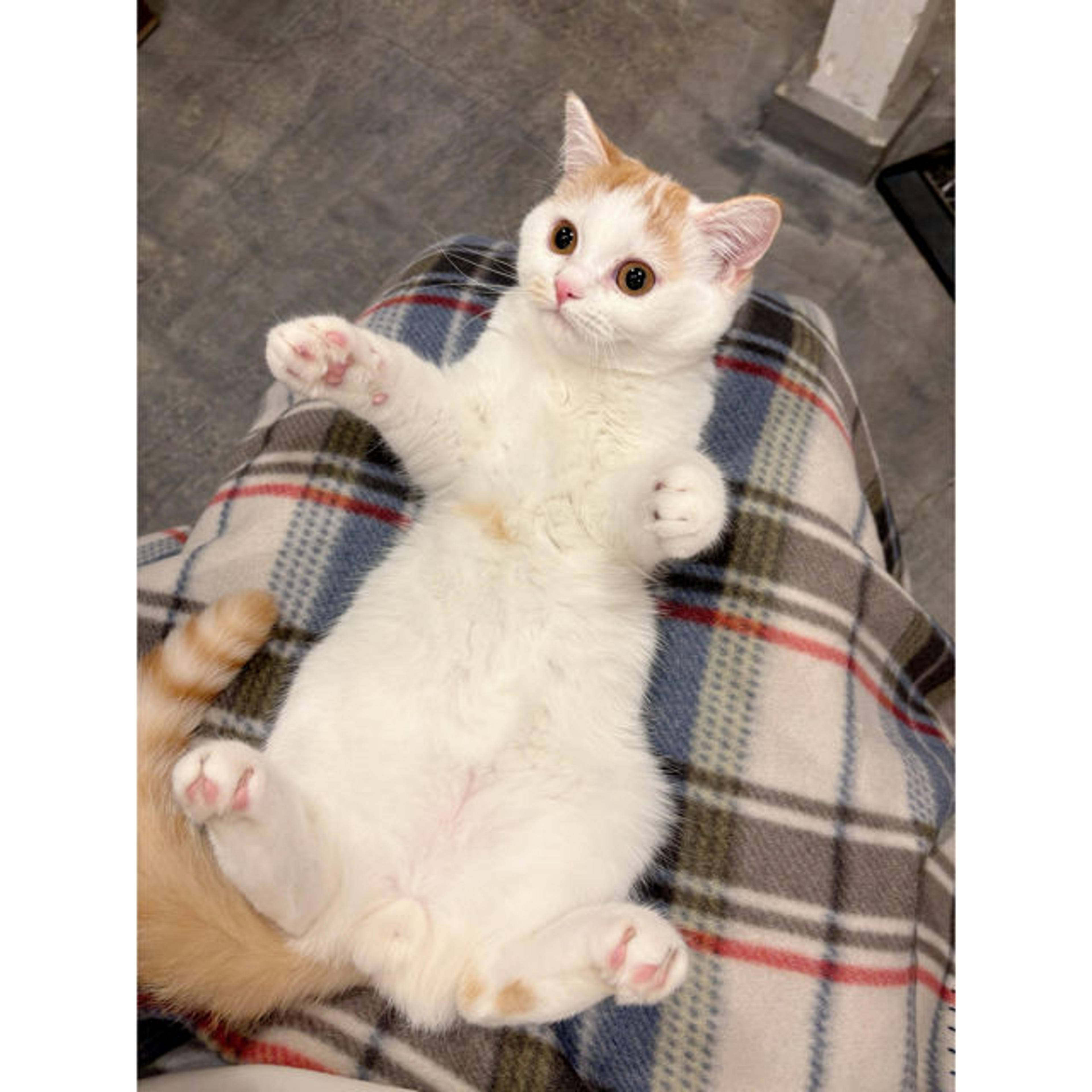 pet-image-2