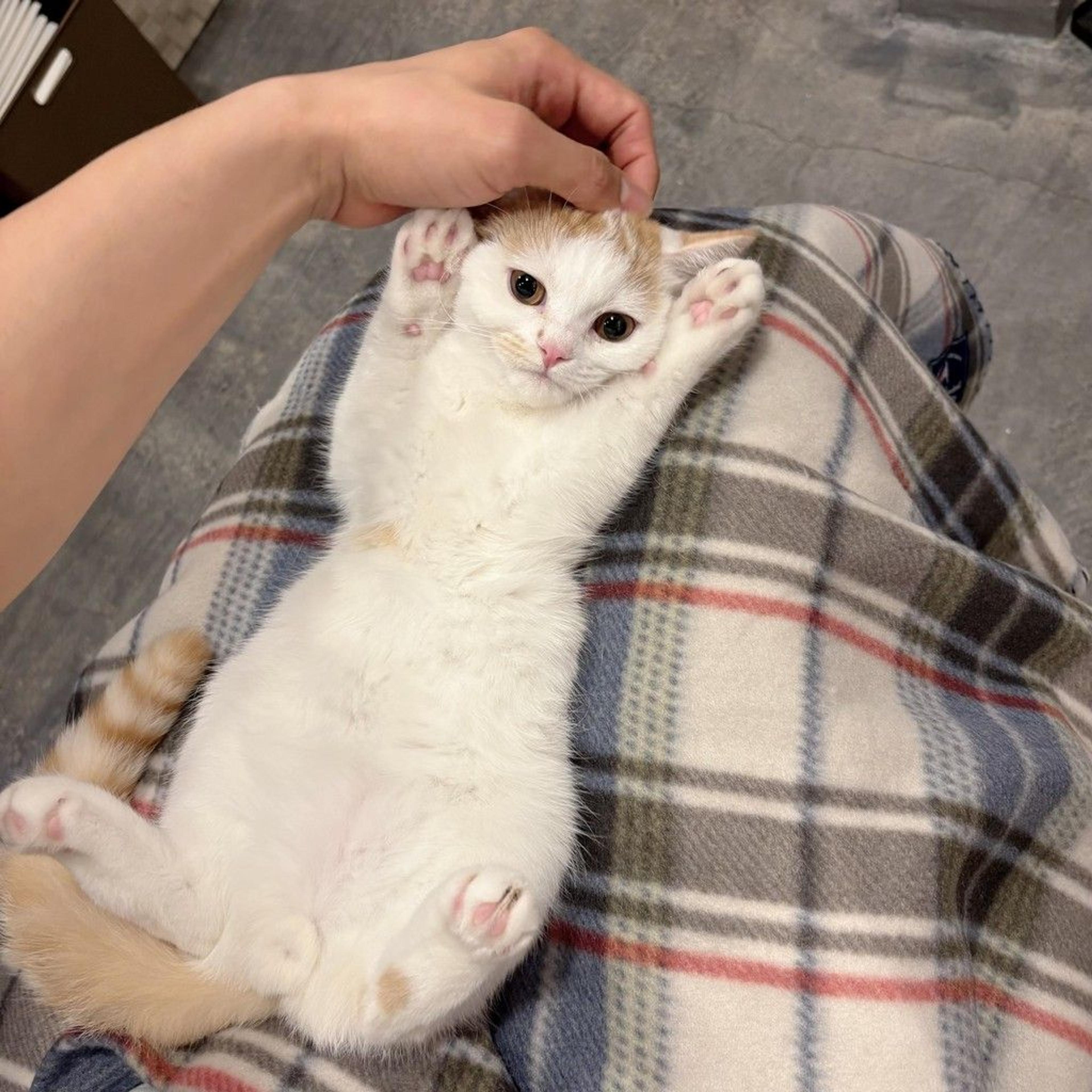pet-image-3