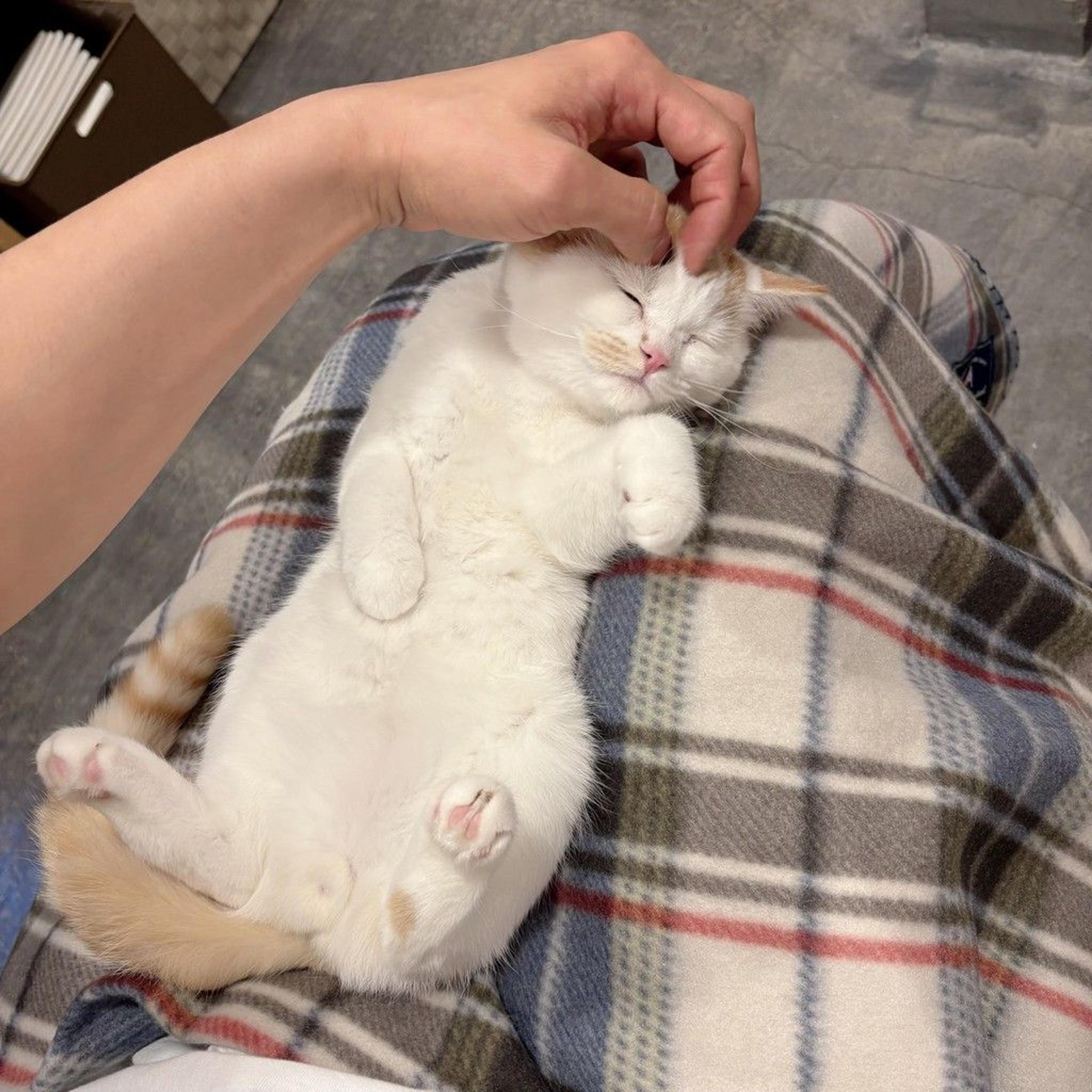 pet-image-4