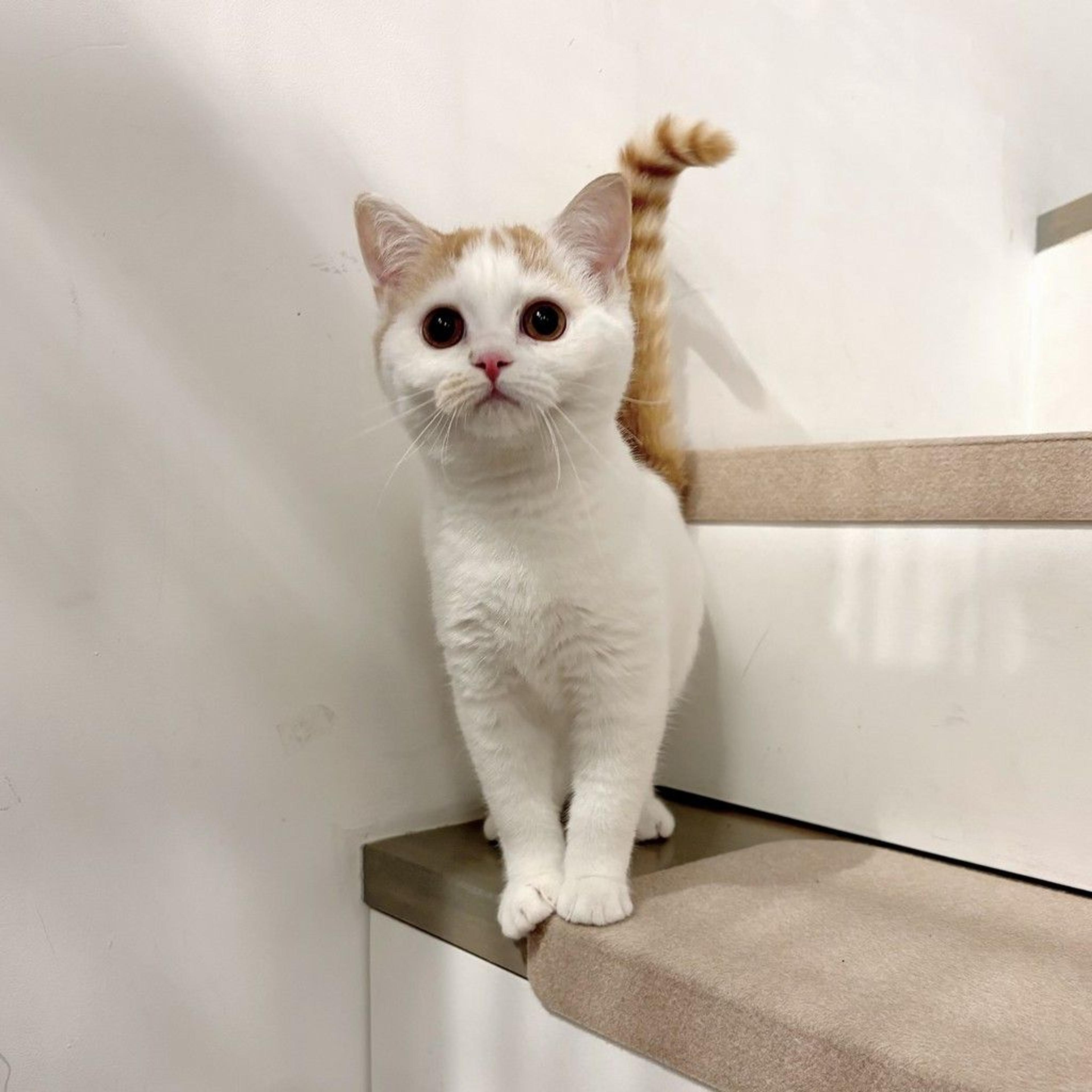 pet-image-5