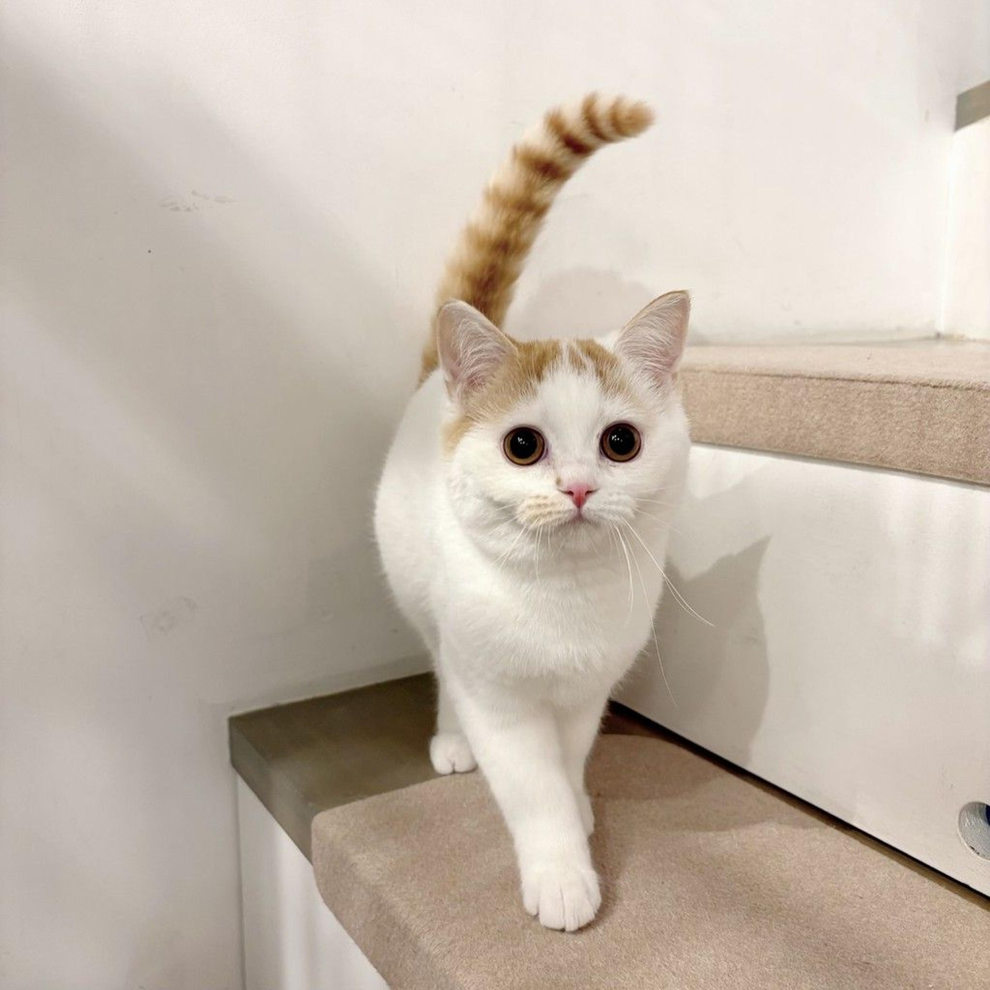 pet-image-6