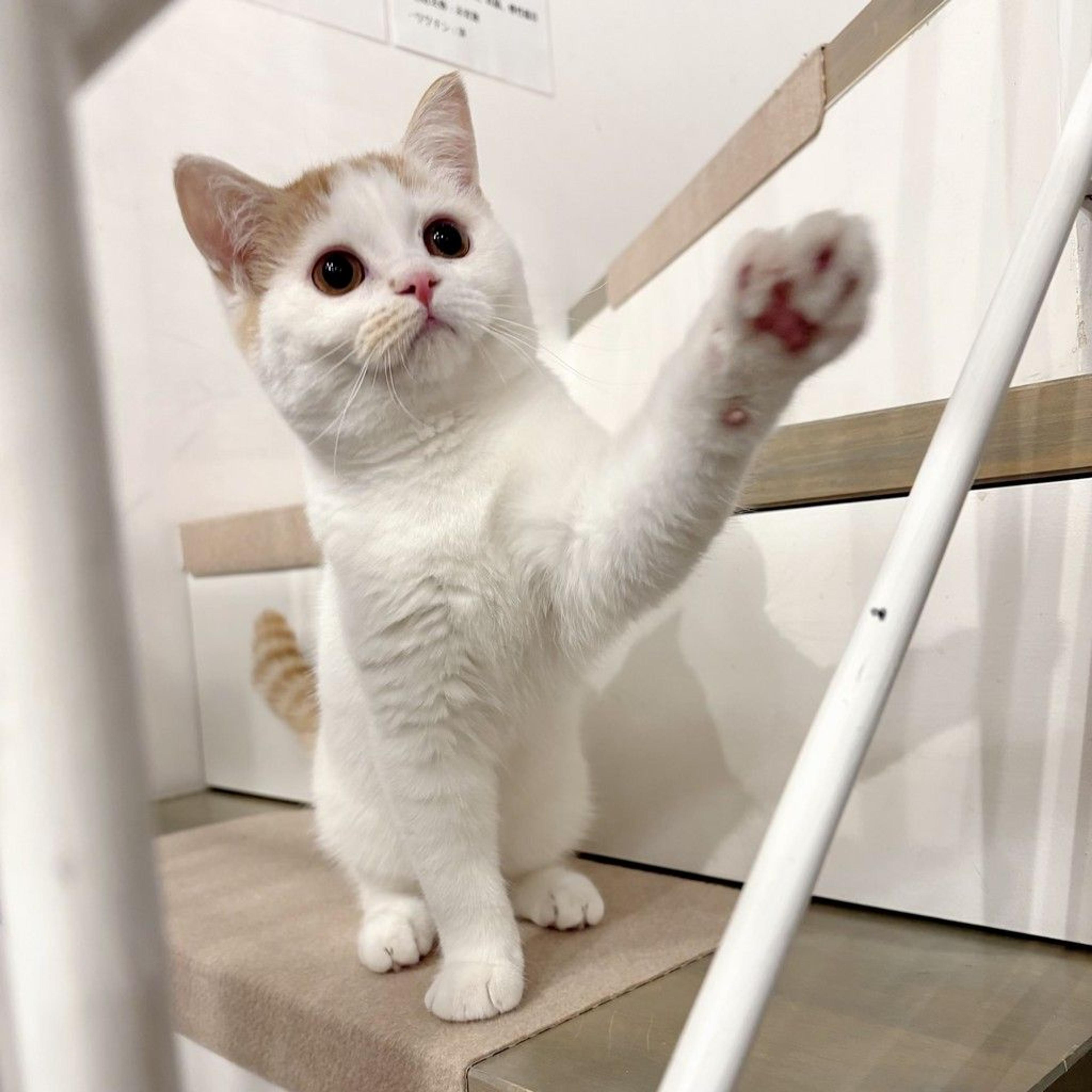 pet-image-7