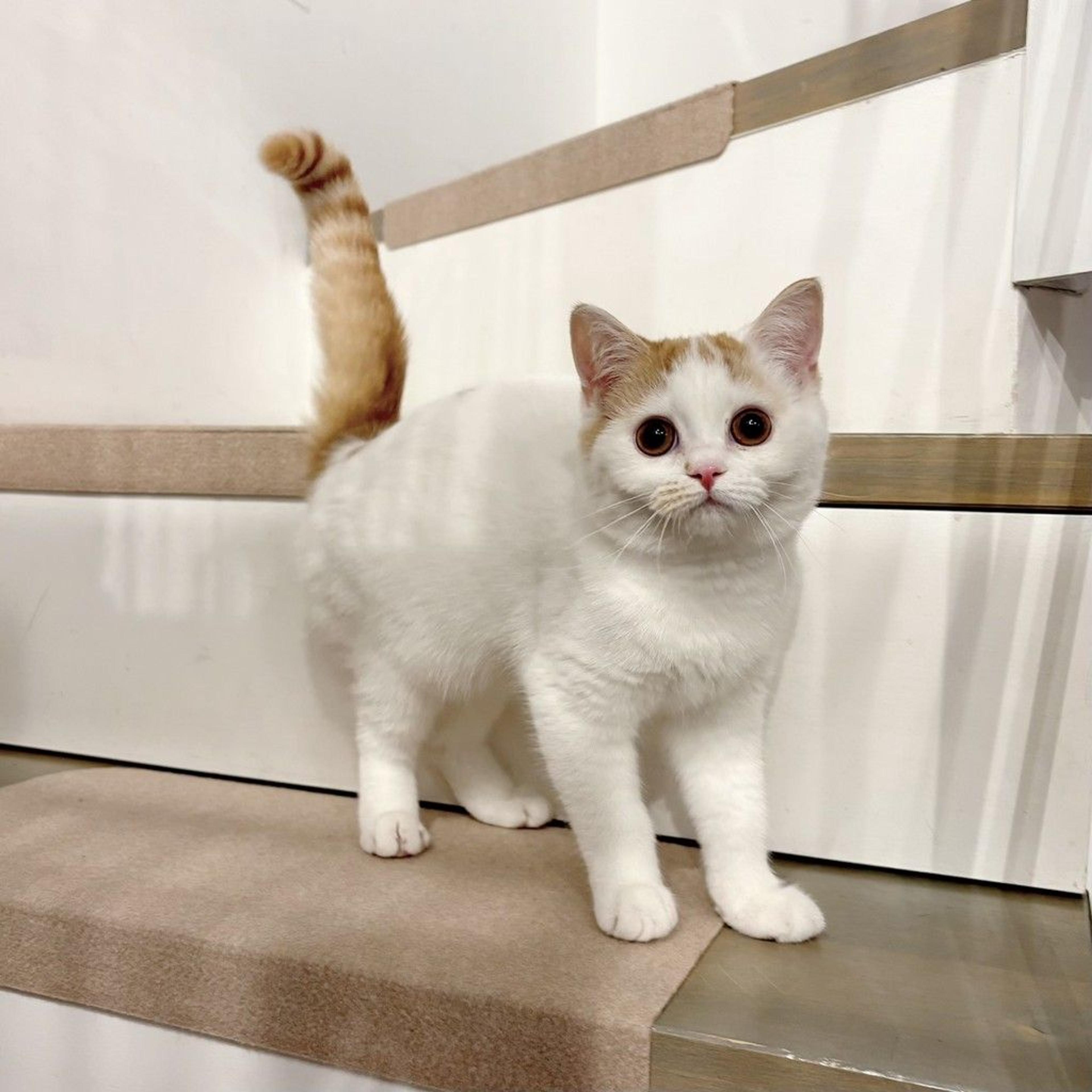 pet-image-8