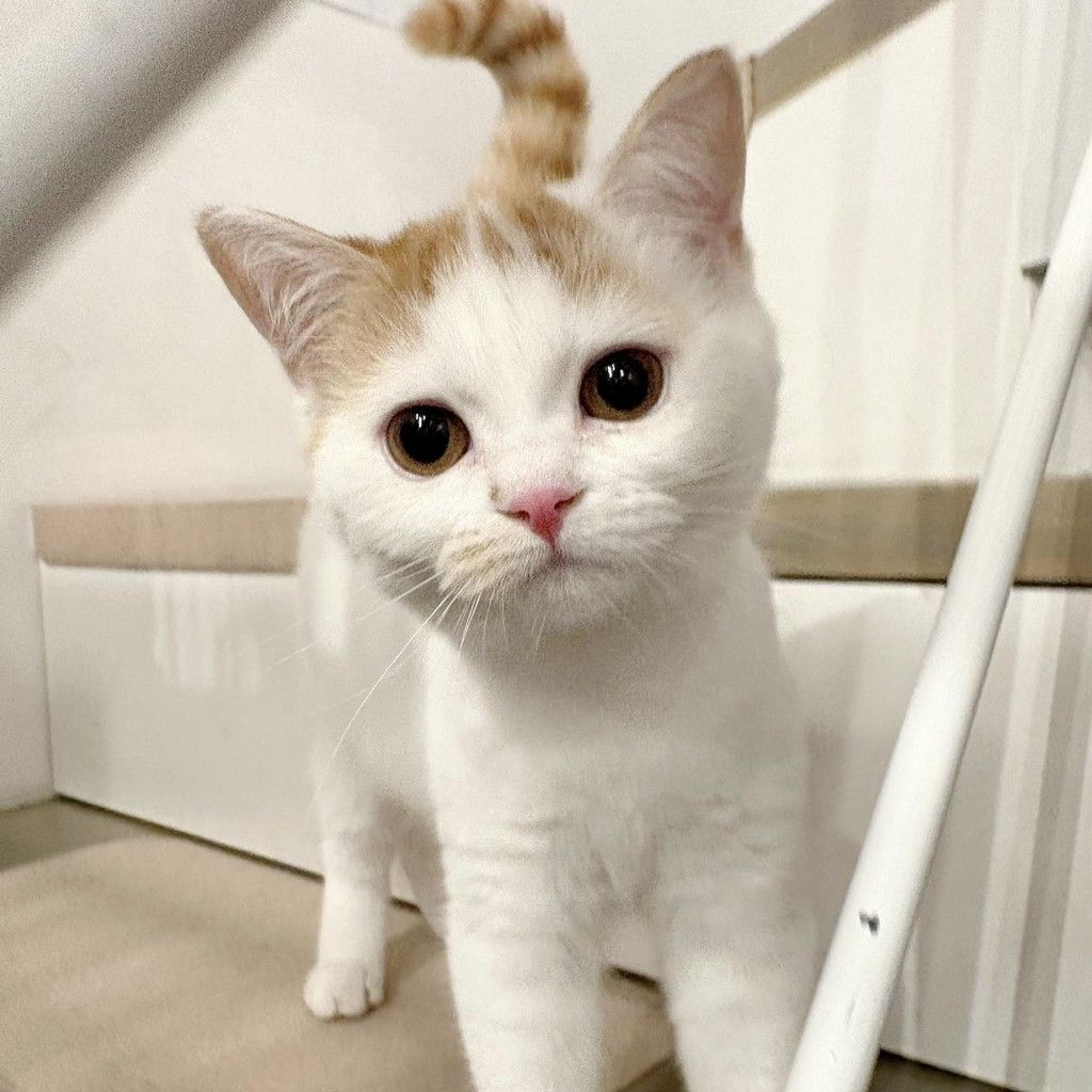 pet-image-9