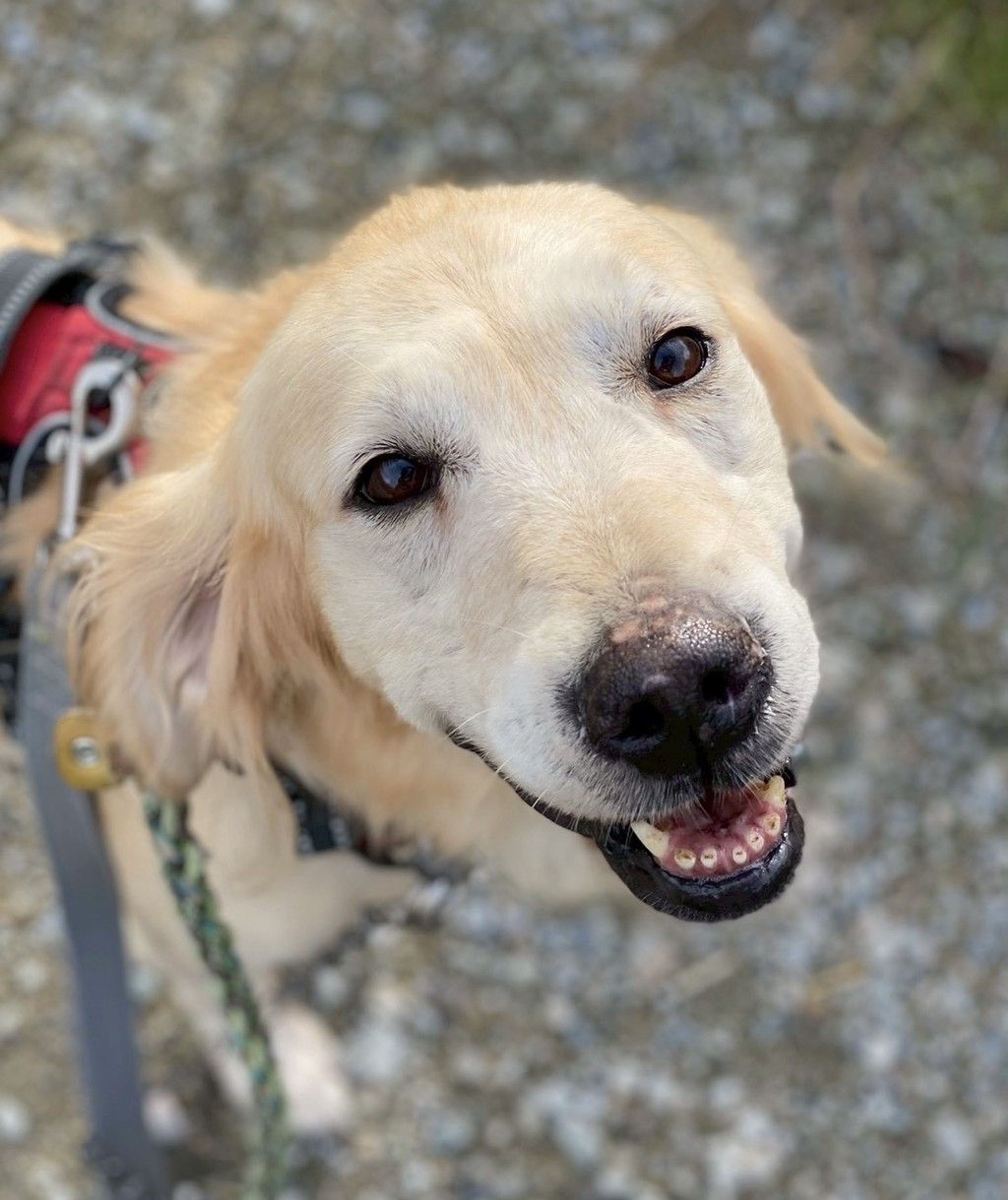 ゴールデン・レトリーバー・メスの里親募集の写真