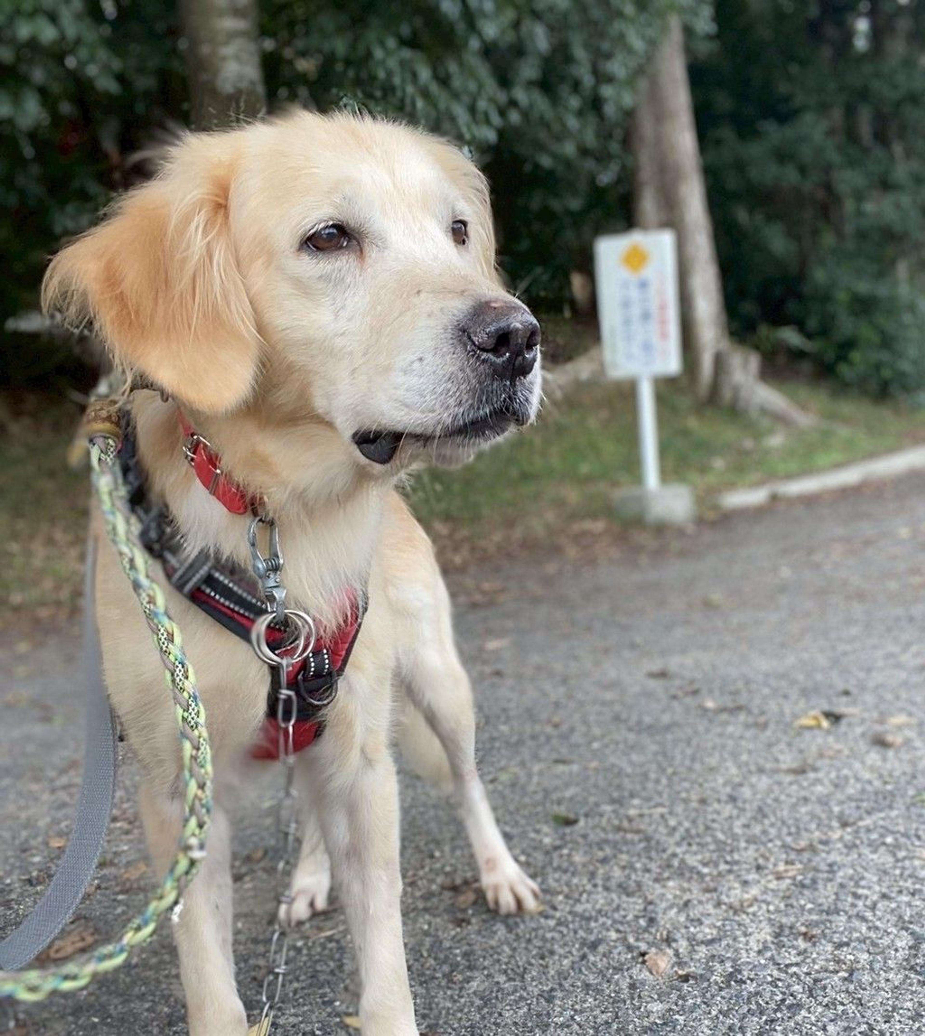 pet-image-2