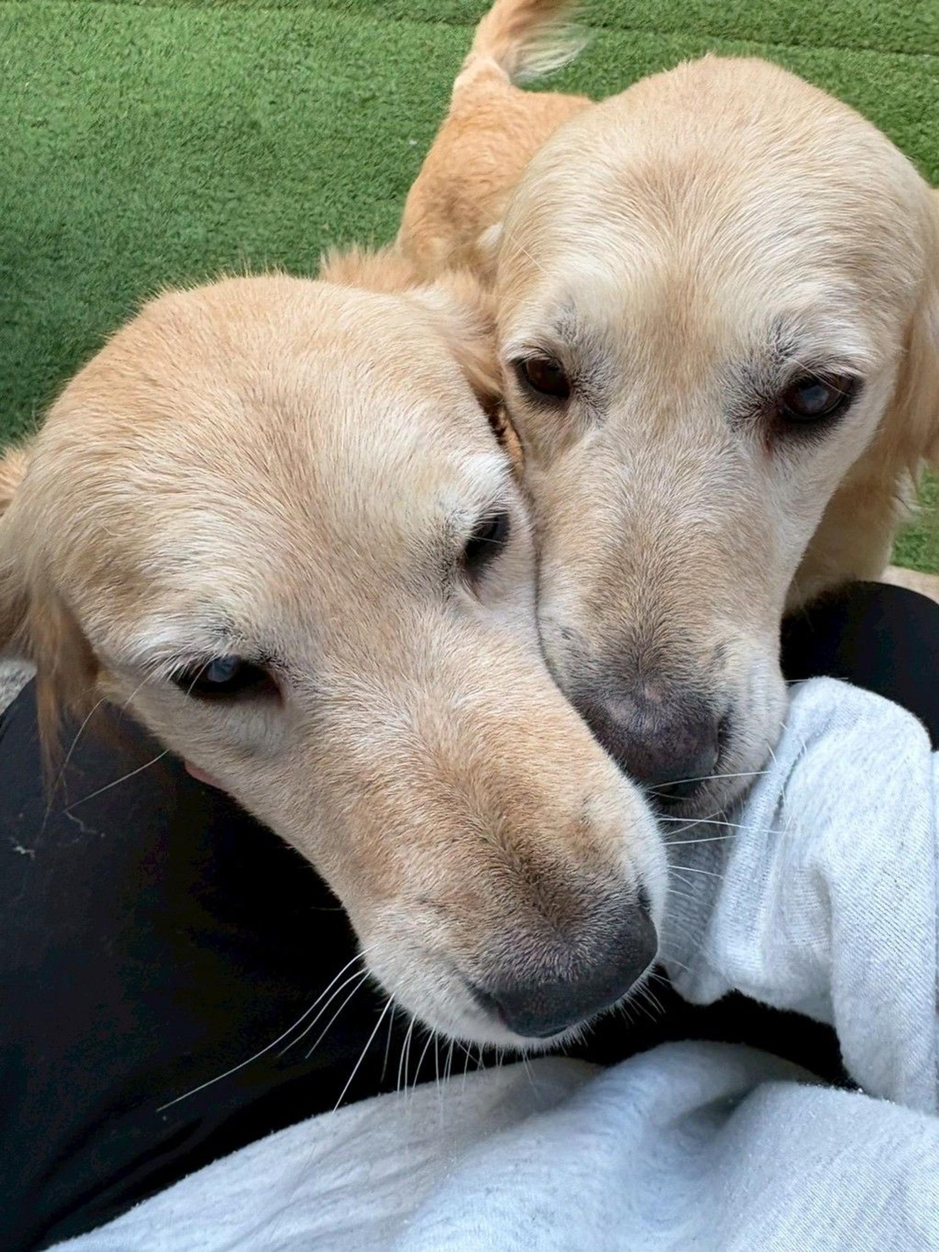 pet-image-4