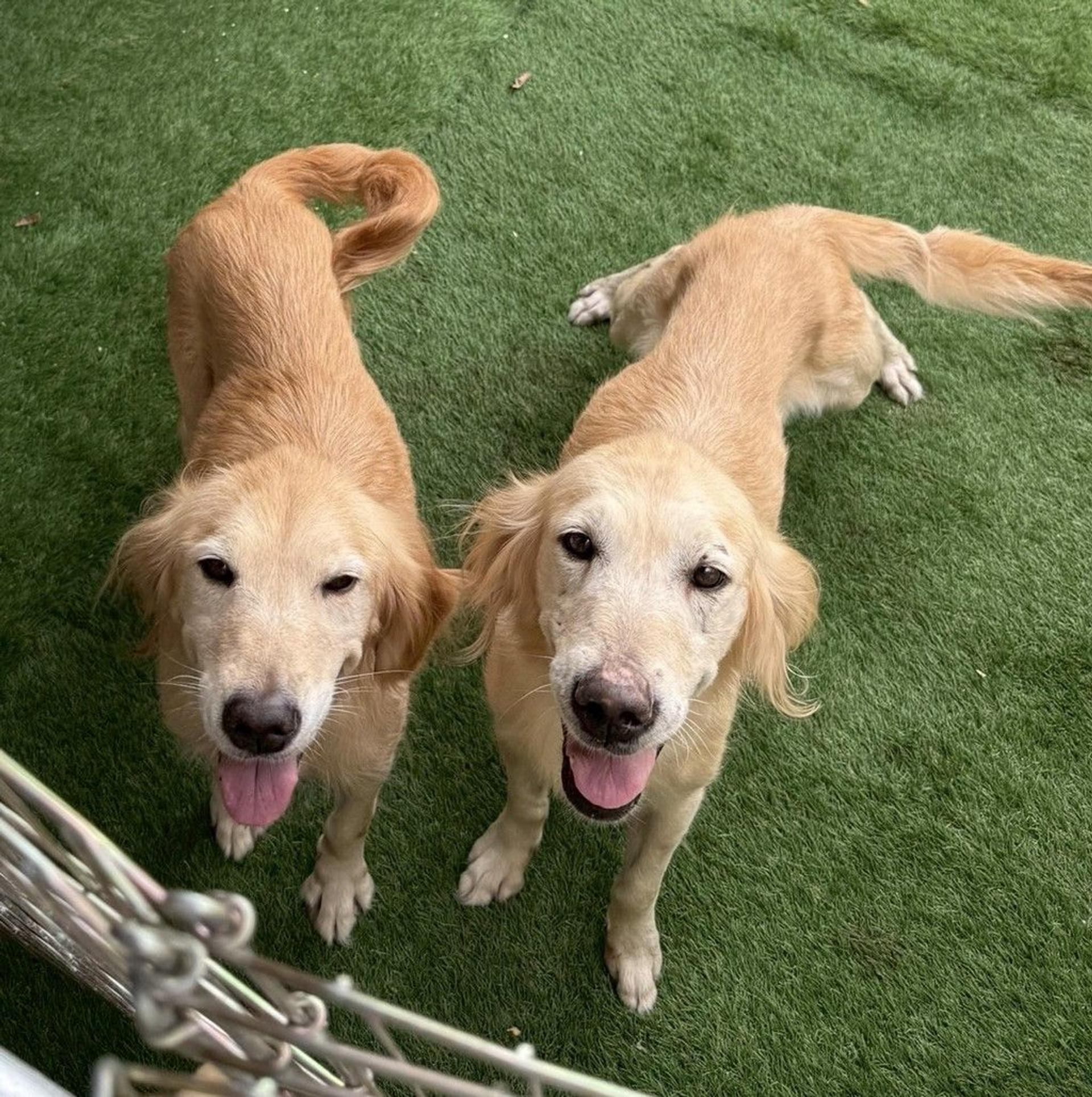pet-image-9