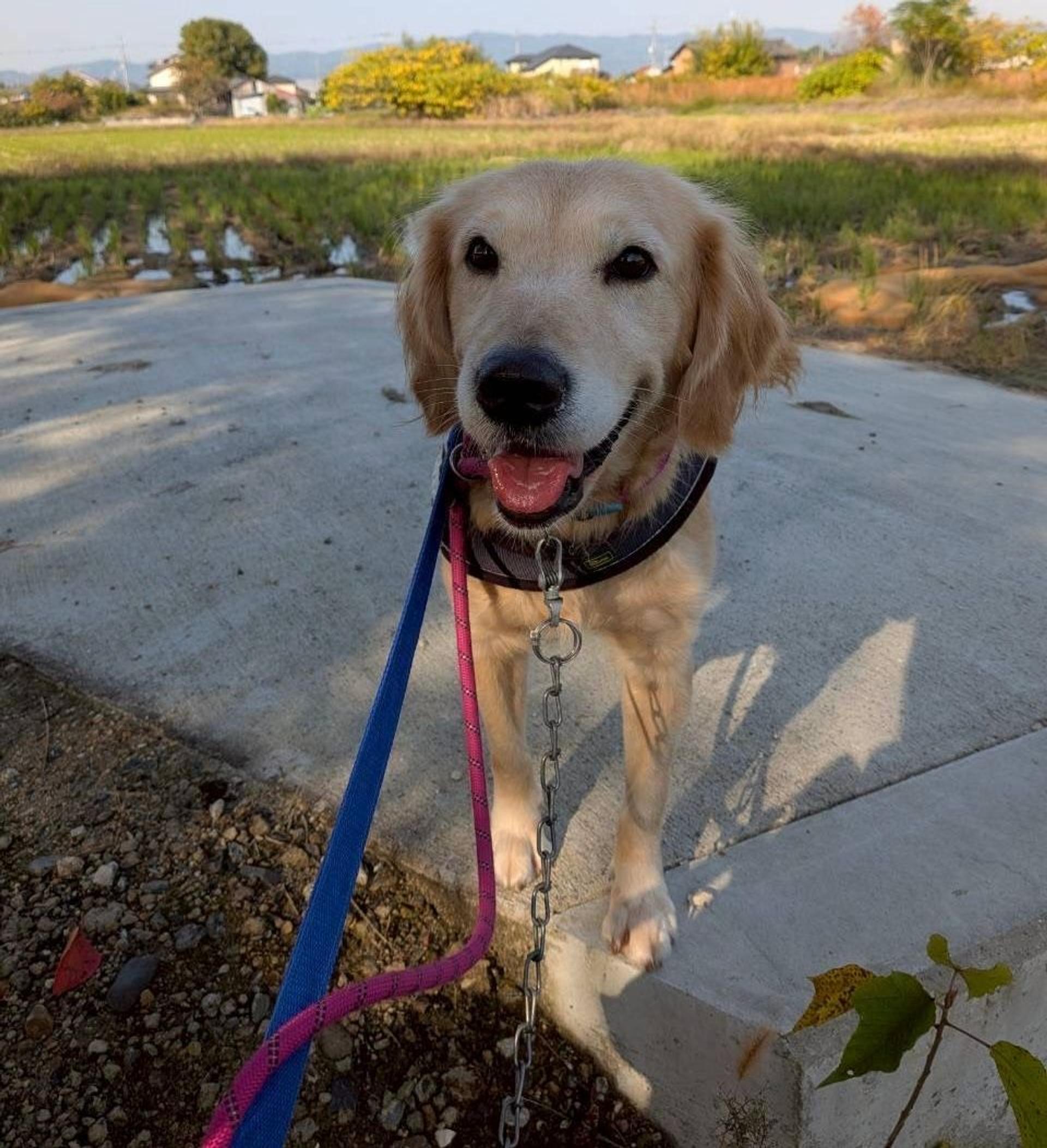 pet-image-5