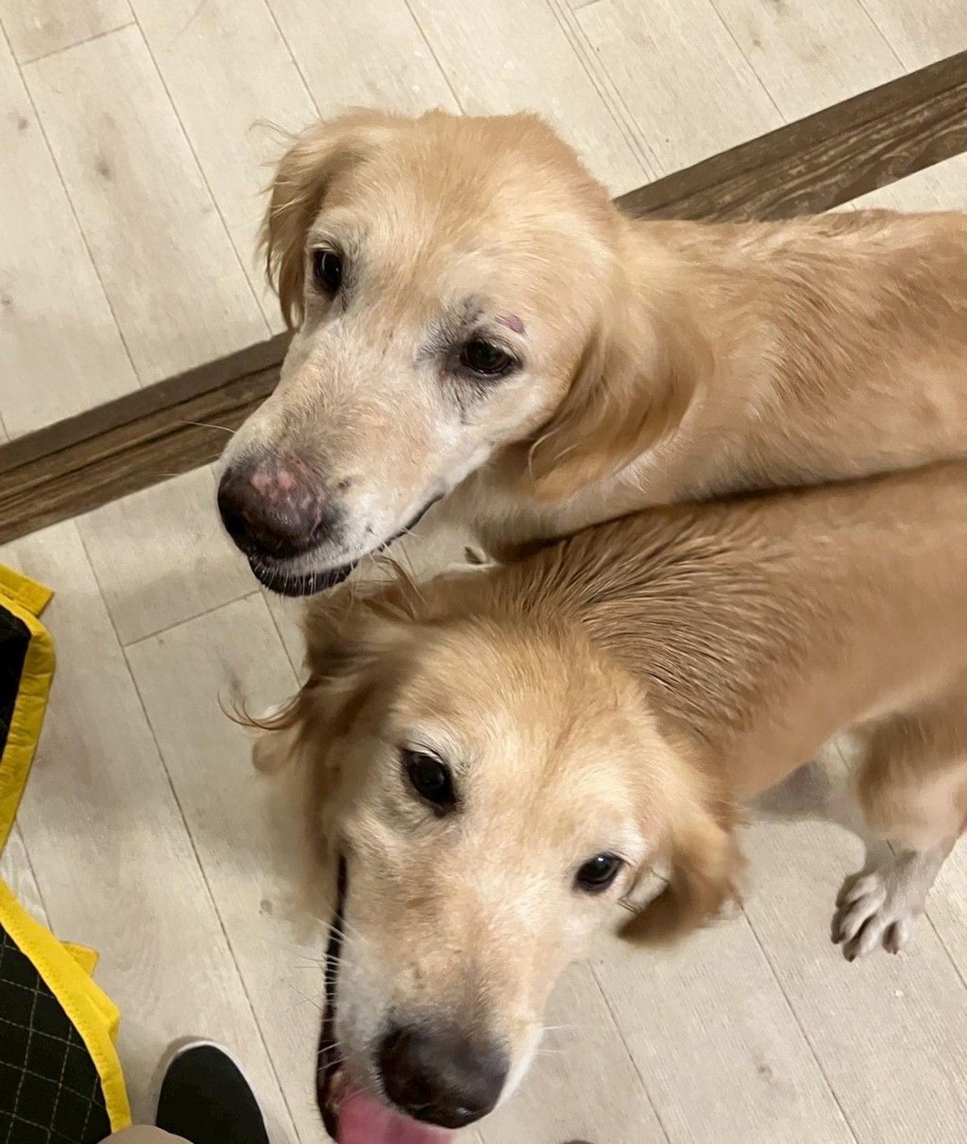 pet-image-8