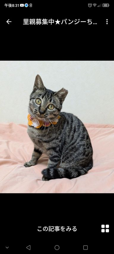 雑種（ミックス猫）・メスの里親募集の写真