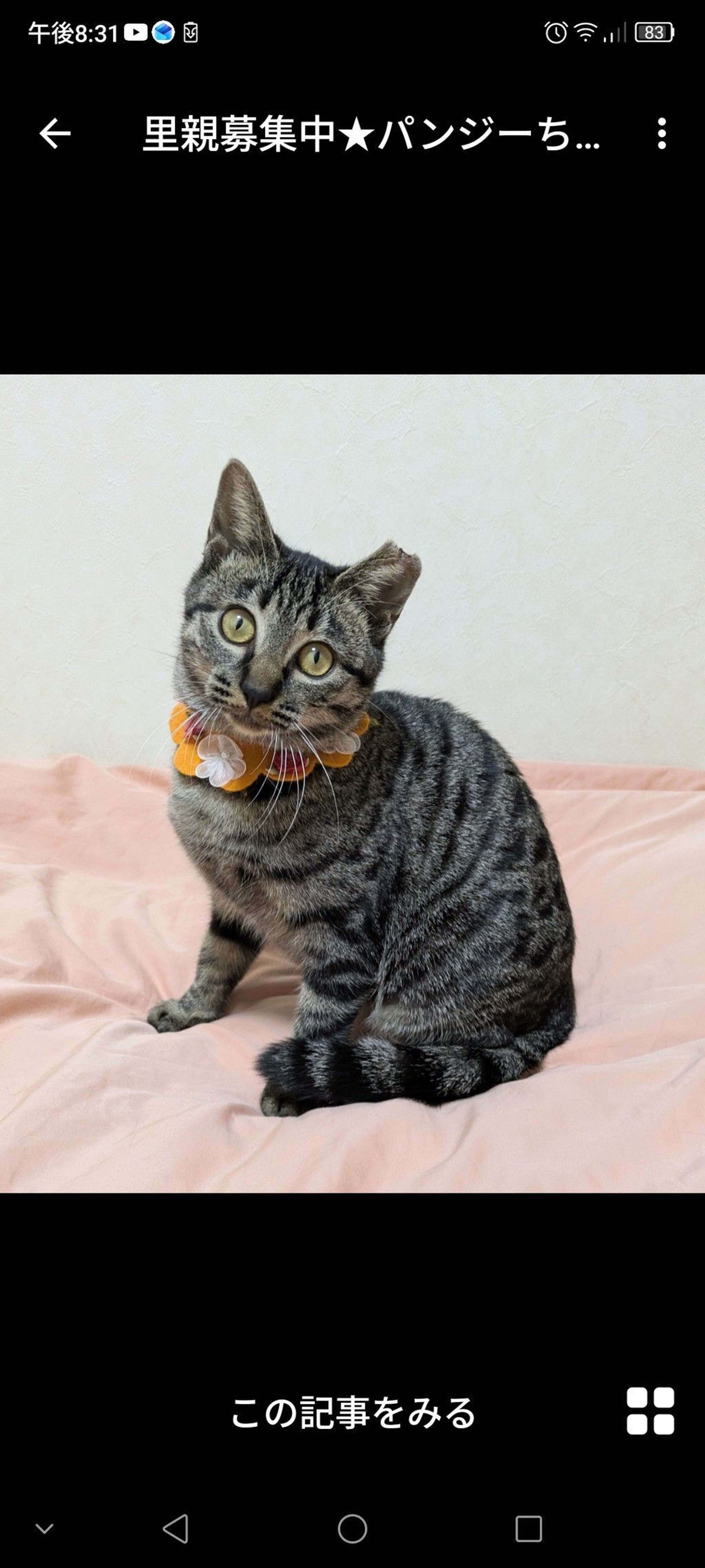 雑種（ミックス猫）・メスの里親募集の写真