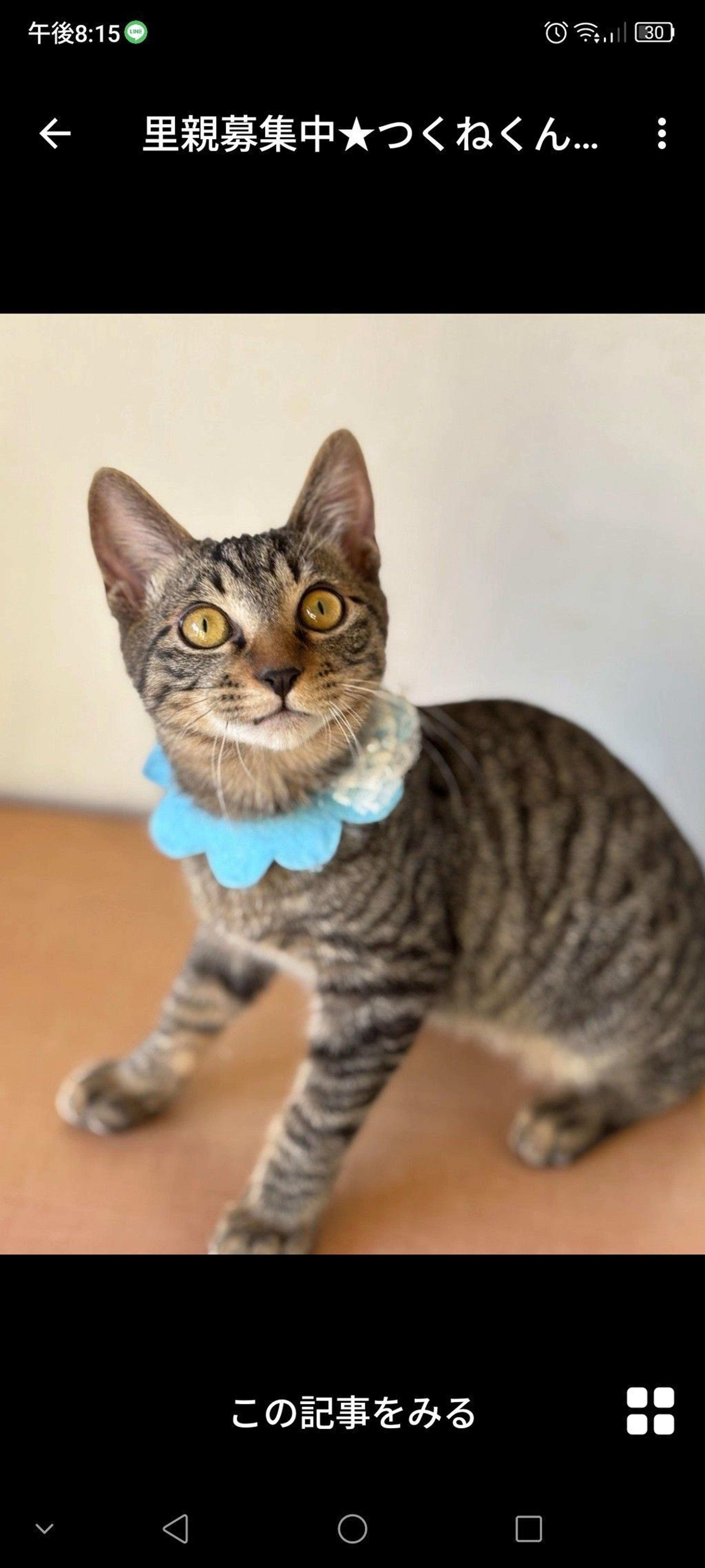 雑種（ミックス猫）・オスの里親募集の写真