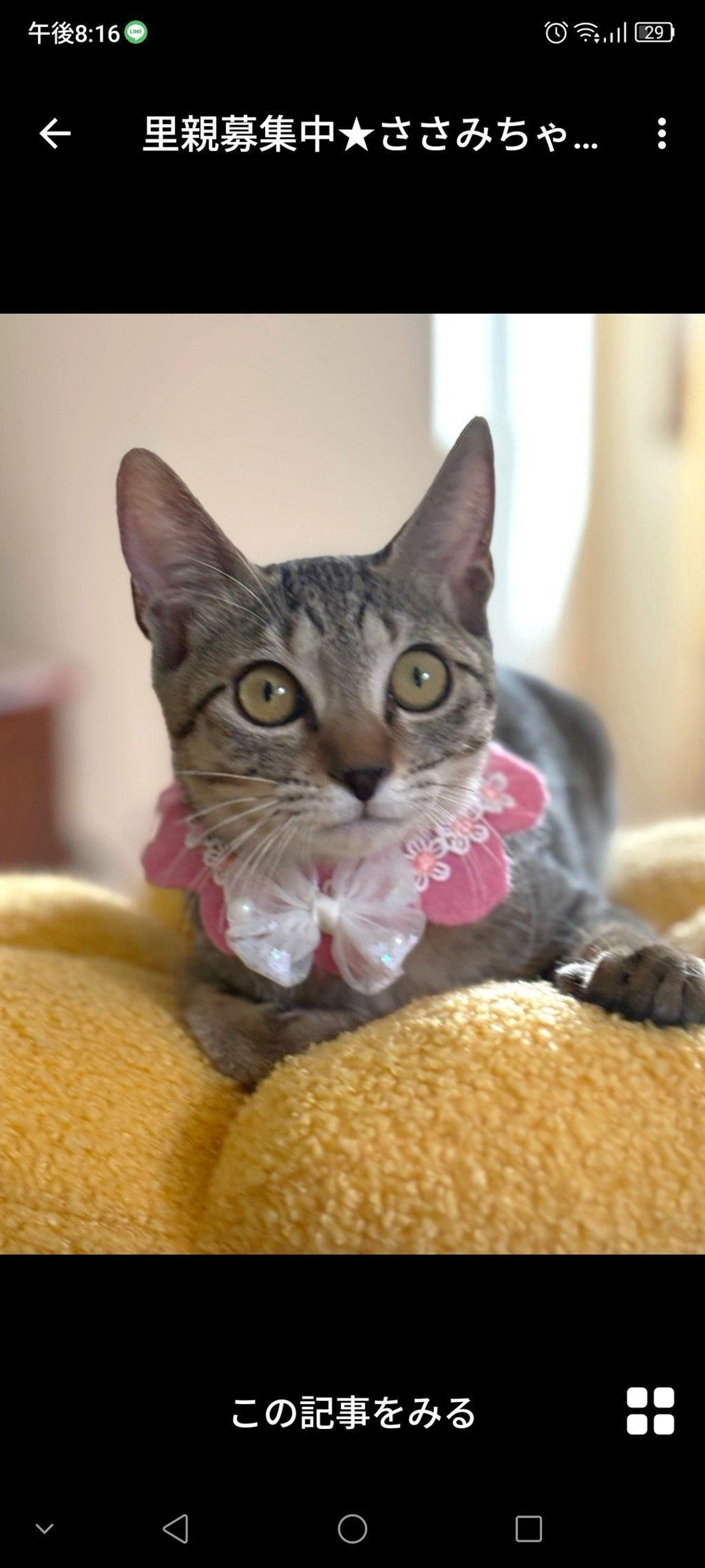 雑種（ミックス猫）・メスの里親募集の写真