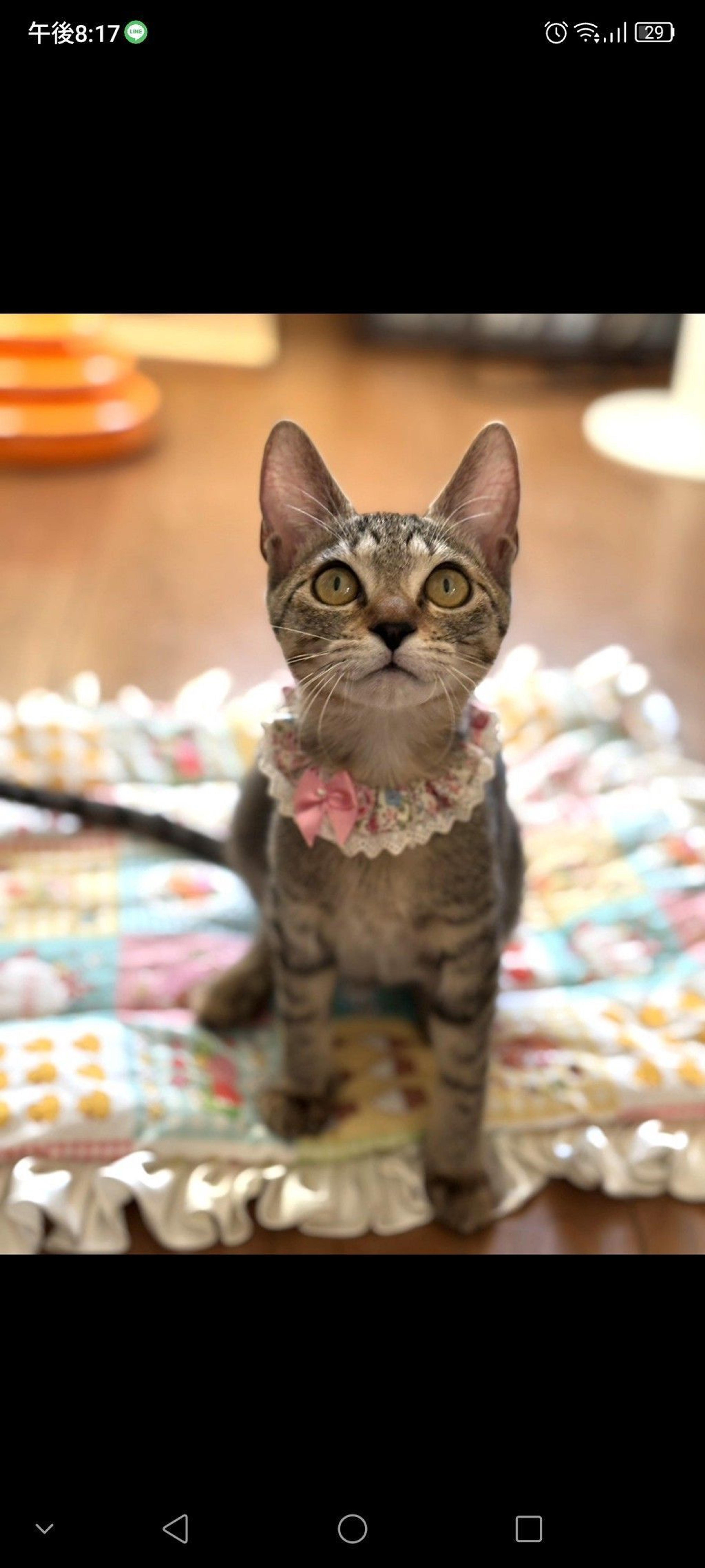 pet-image-2