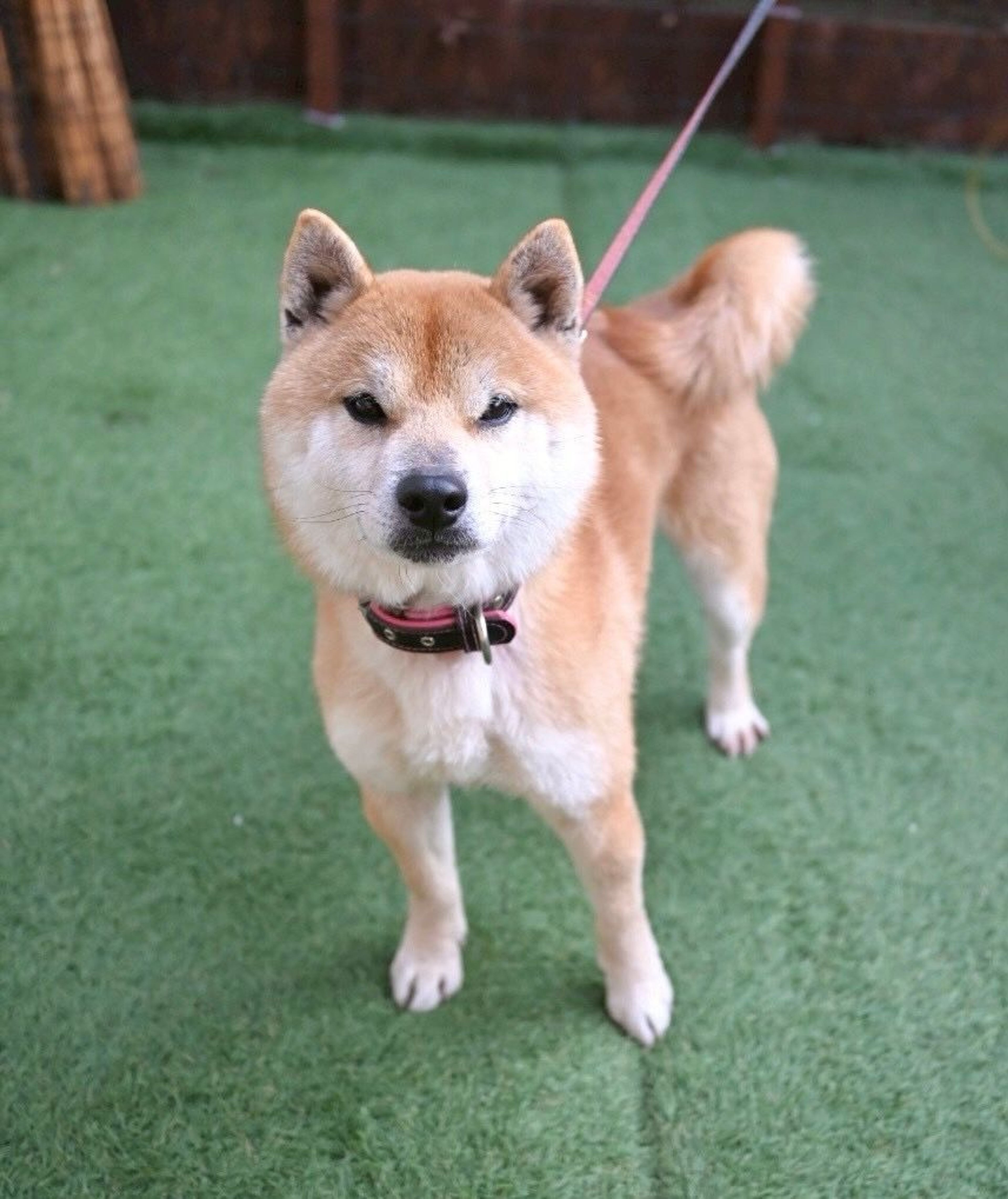 柴犬・オスの里親募集の写真