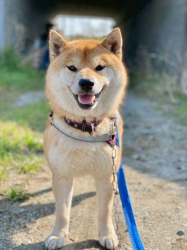 柴犬・オスの里親募集の写真