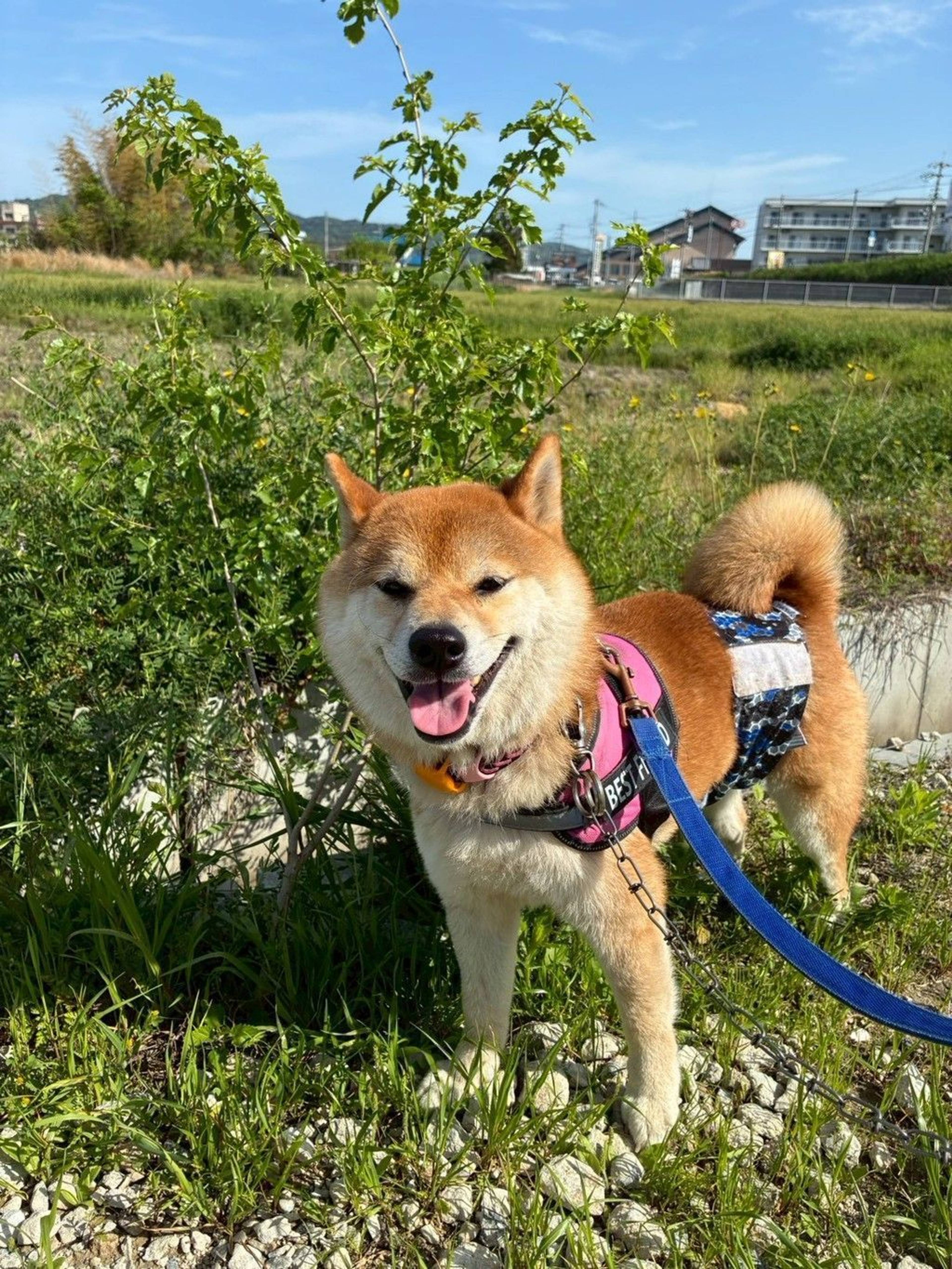 柴犬・オスの里親募集の写真