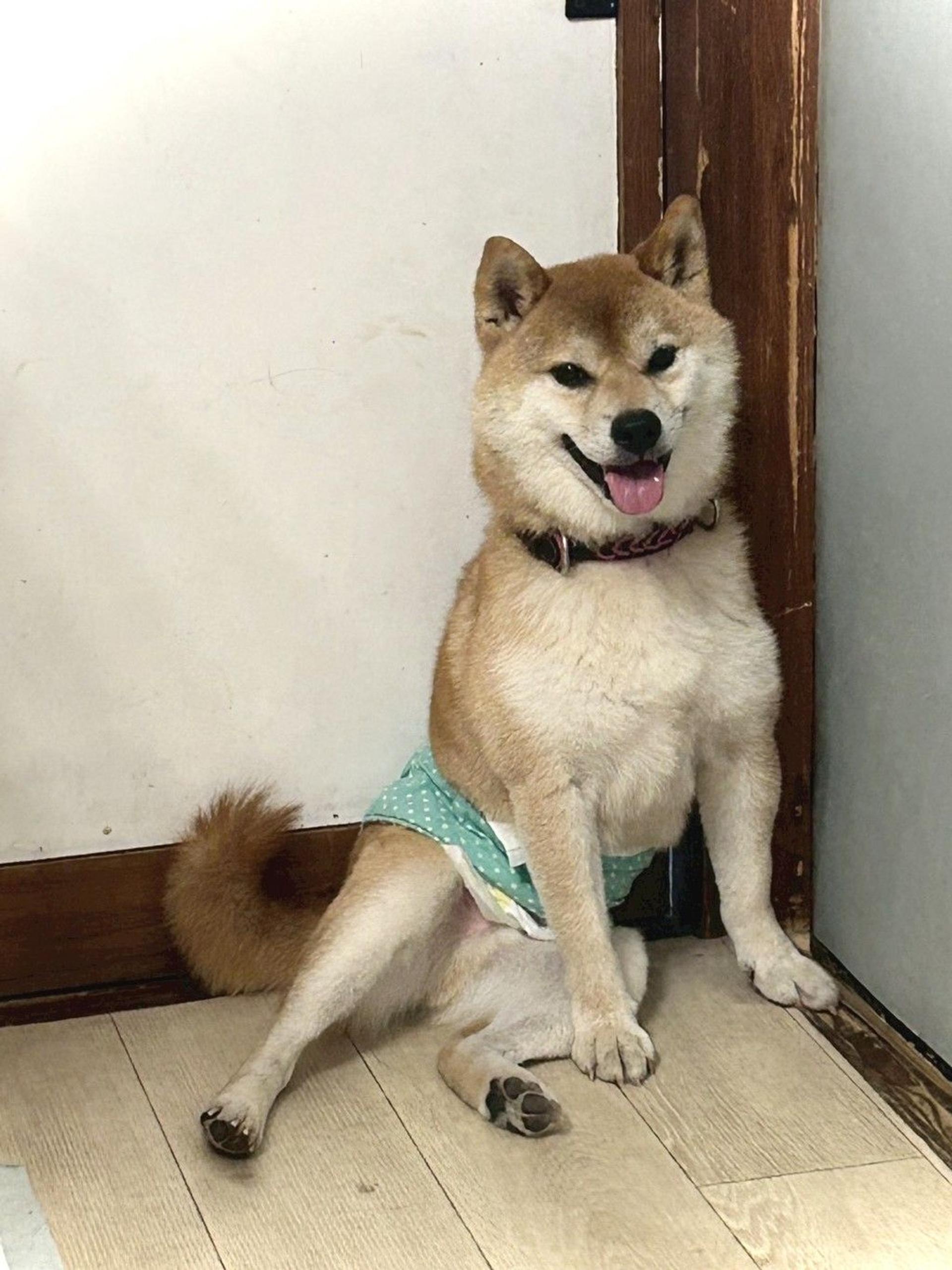 pet-image-4