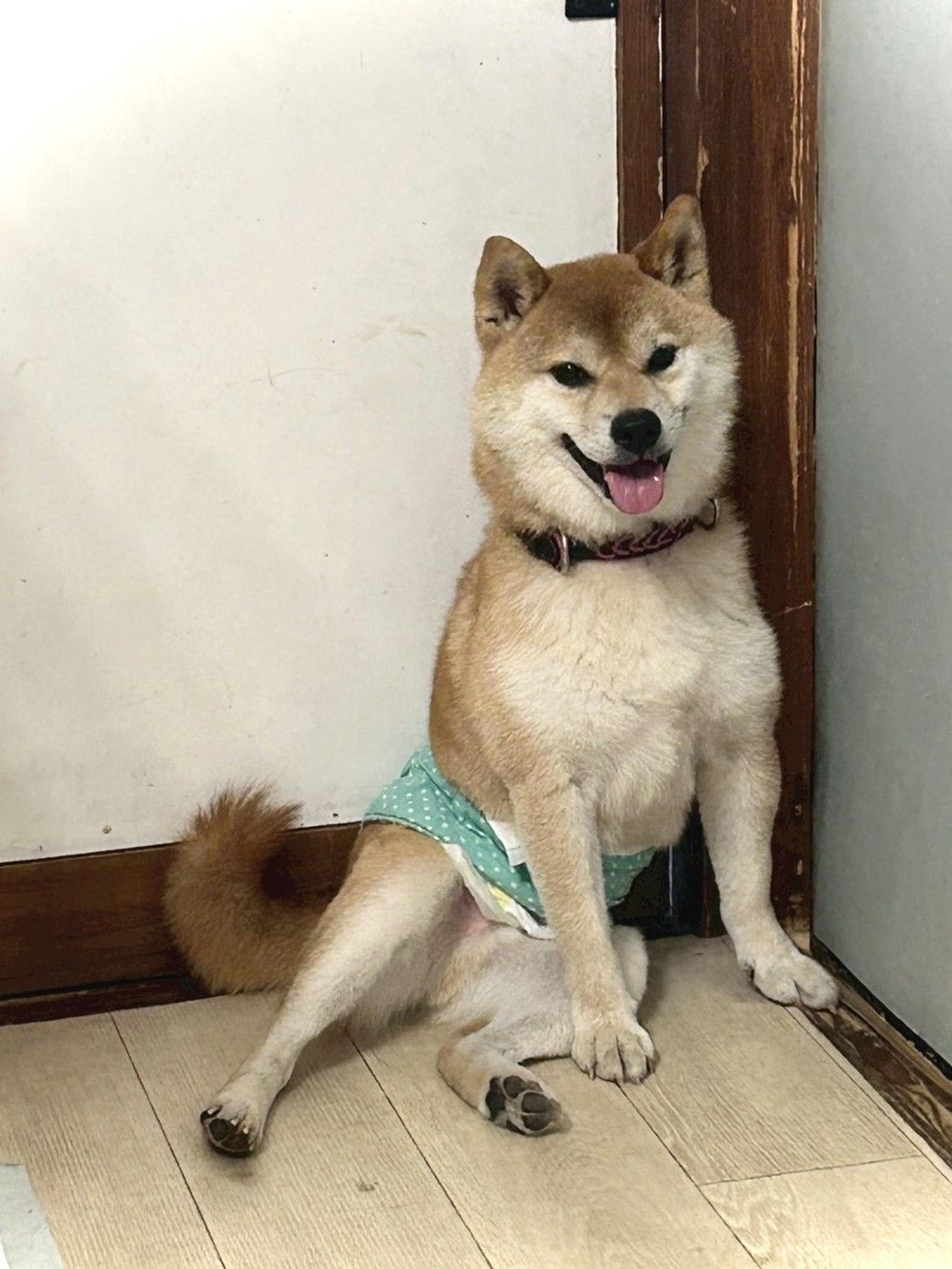 pet-image-4