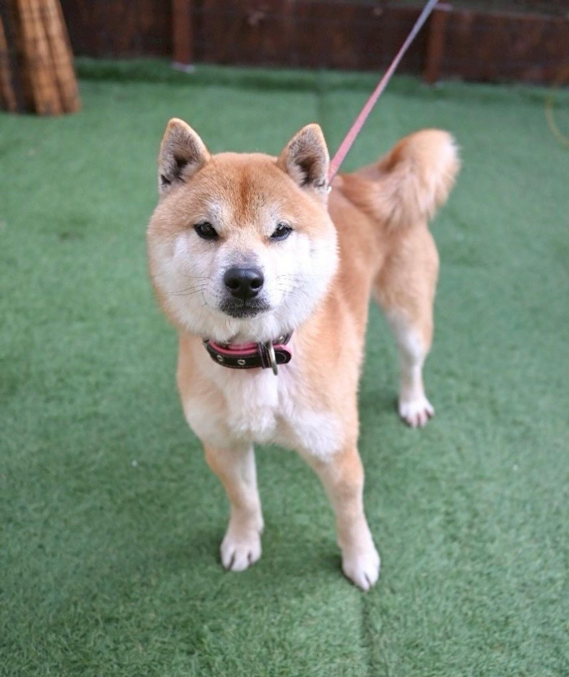 pet-image-5