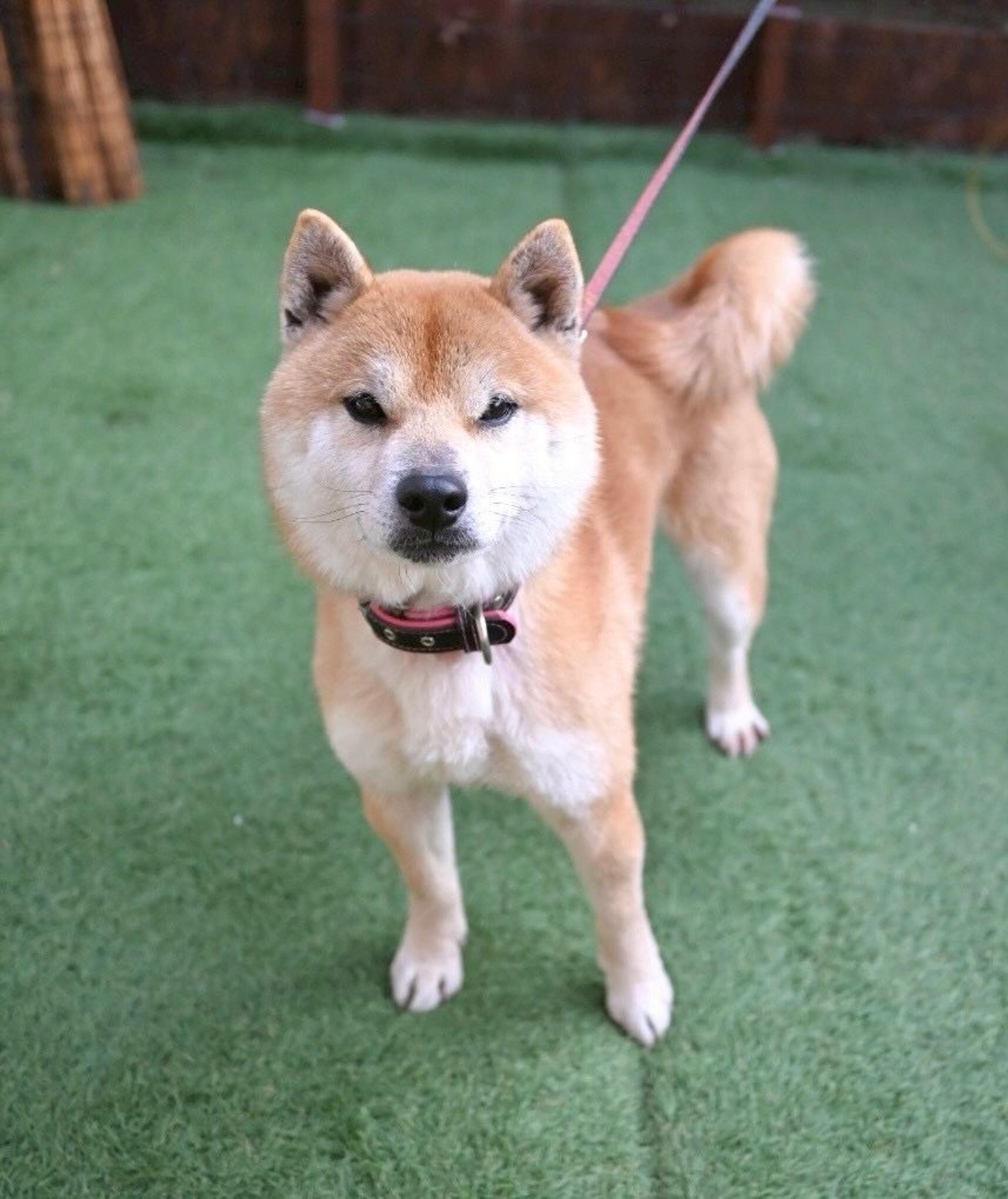 pet-image-5
