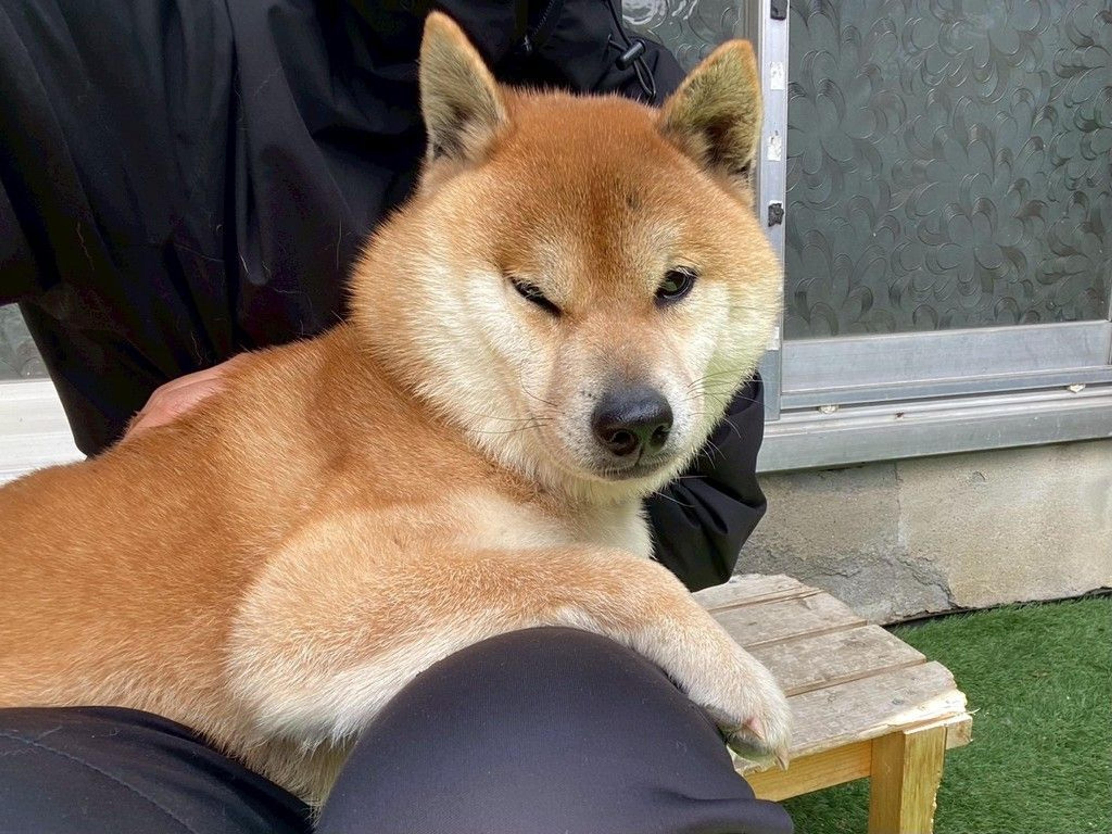 pet-image-8