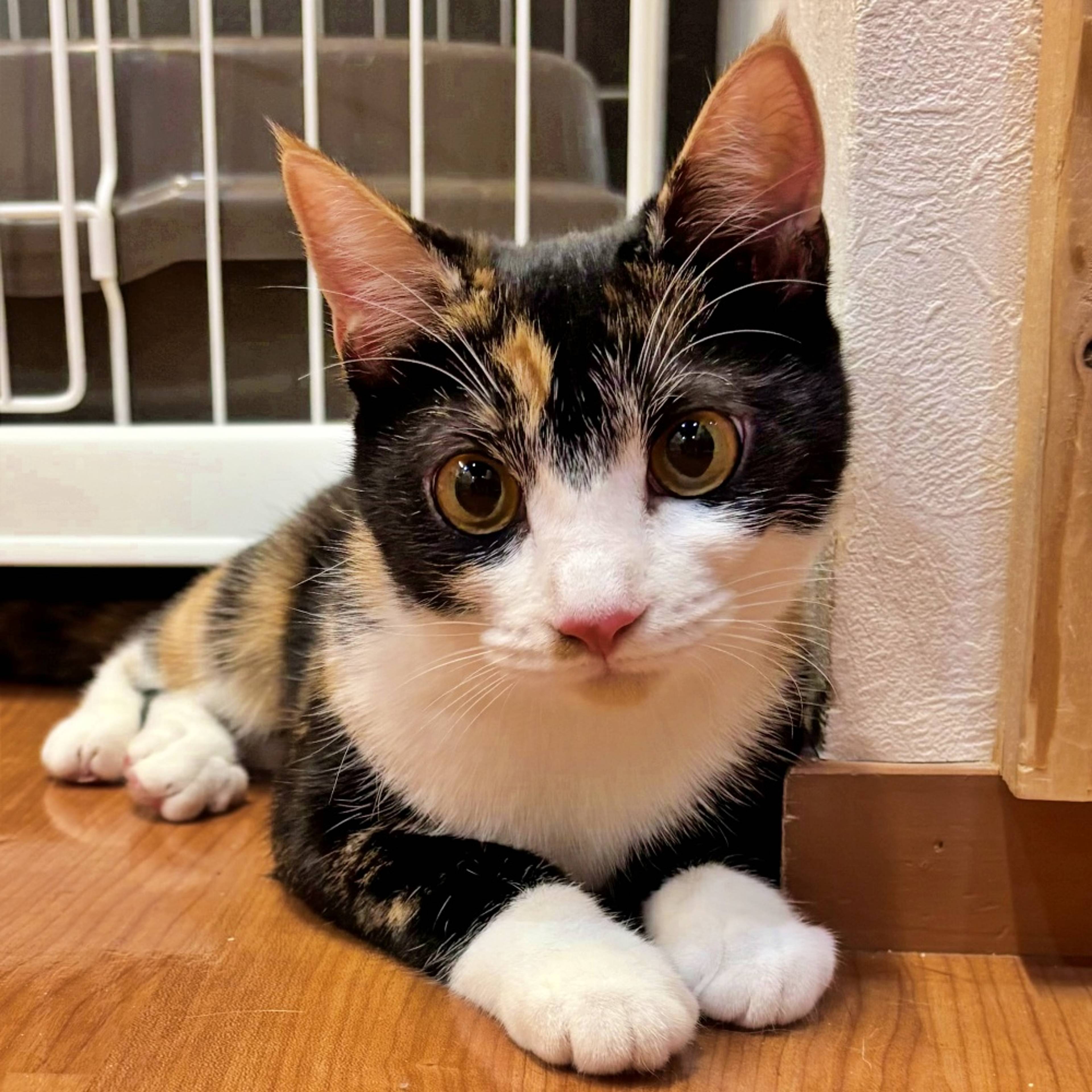 雑種（ミックス猫）・メスの里親募集の写真
