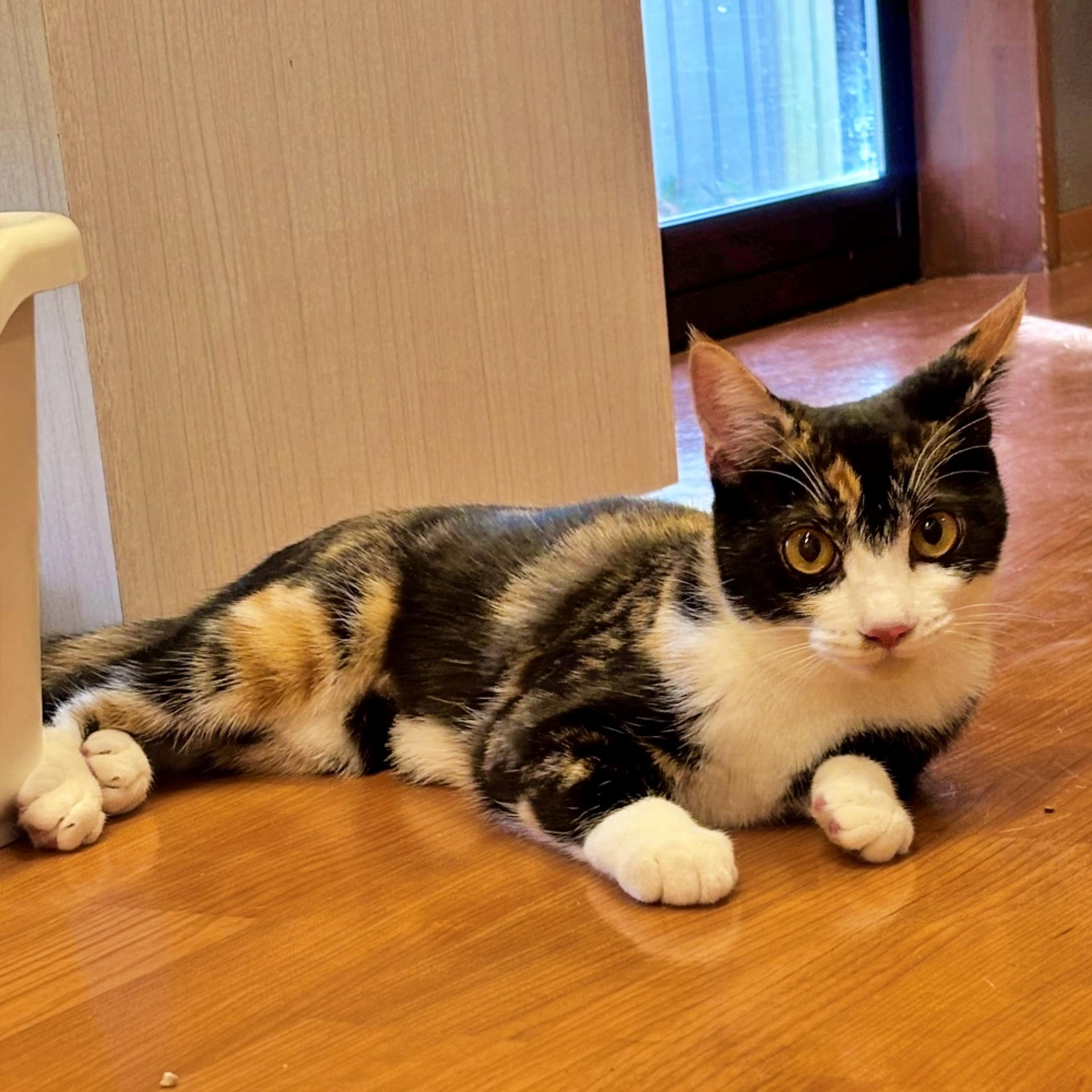 pet-image-2