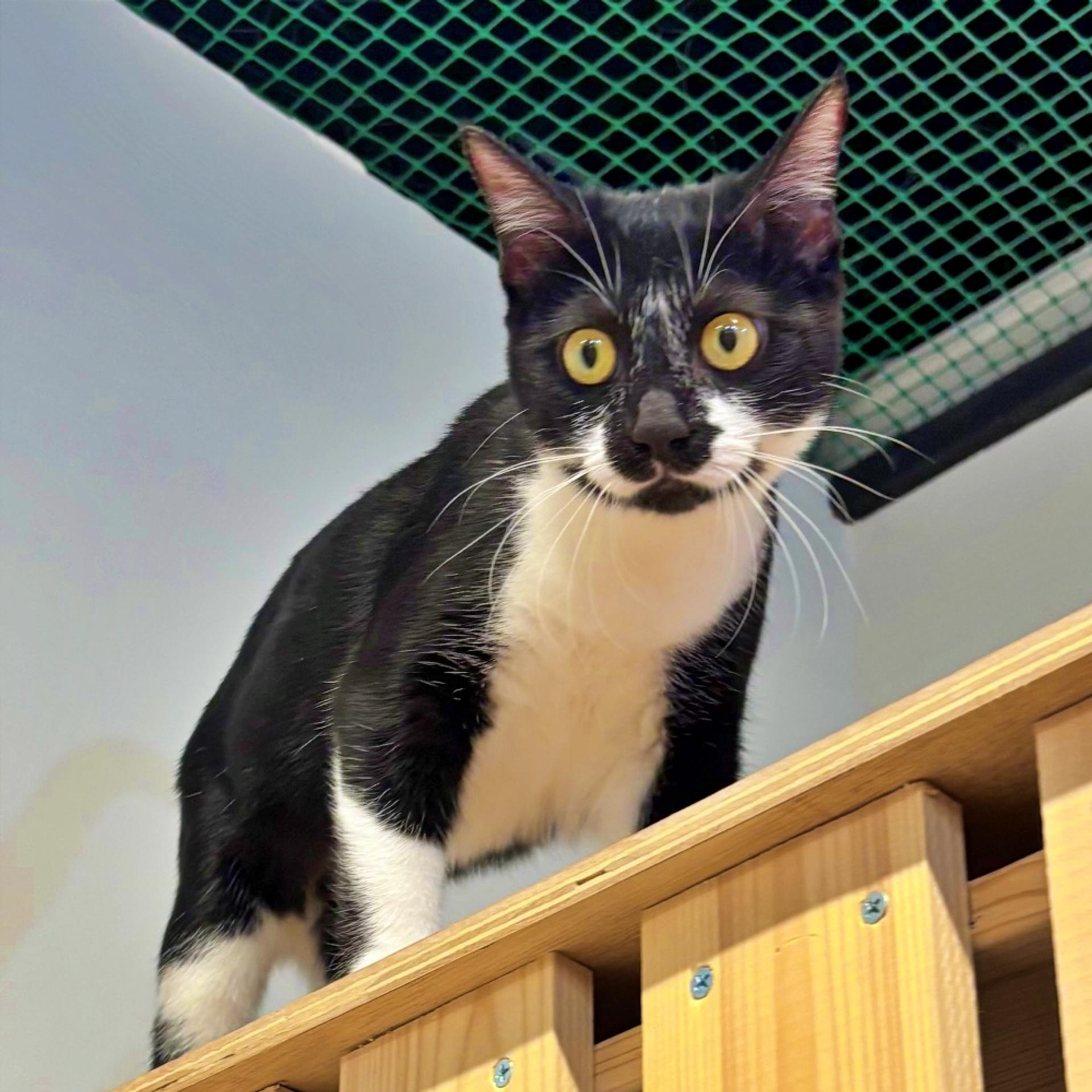 pet-image-3
