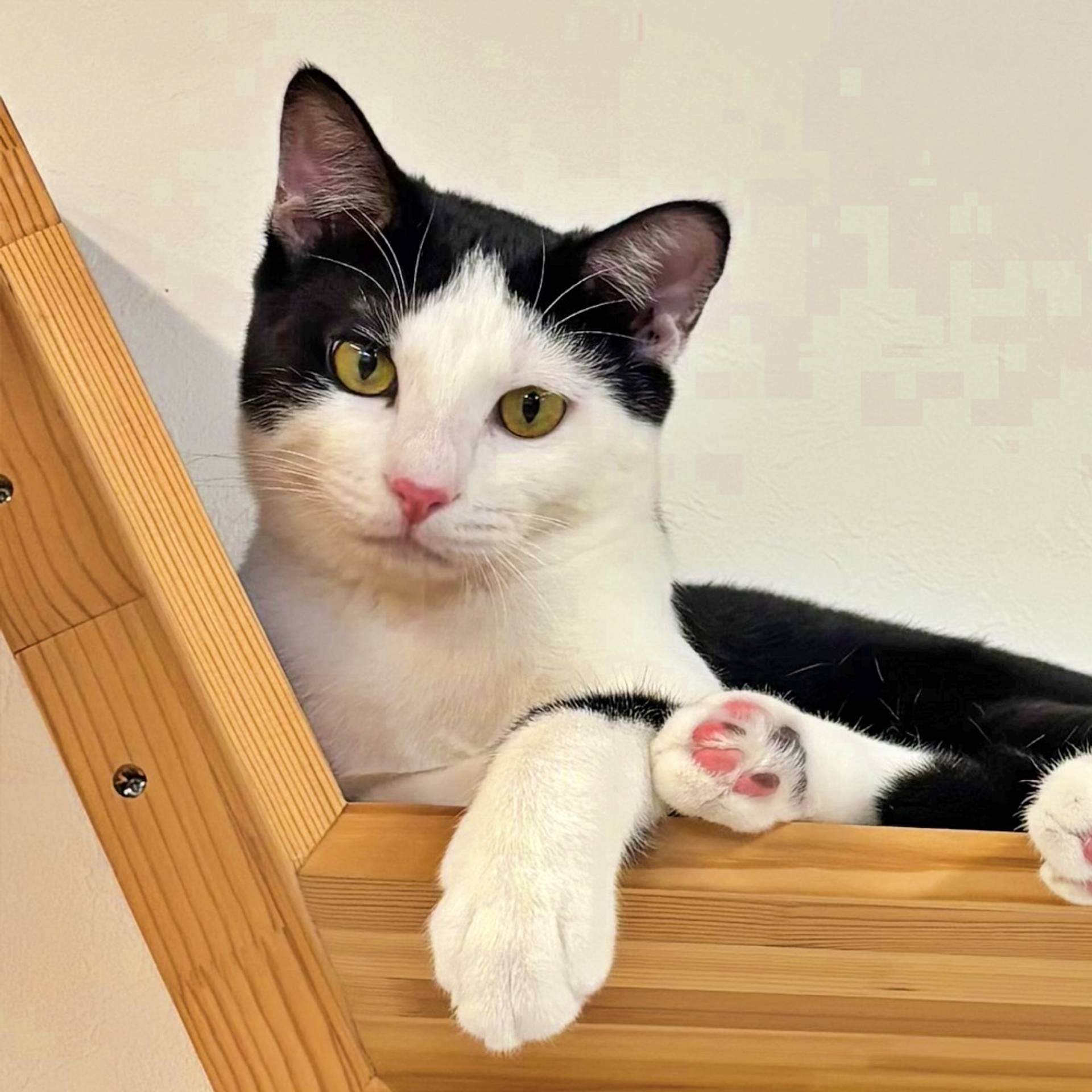 雑種（ミックス猫）・オスの里親募集の写真