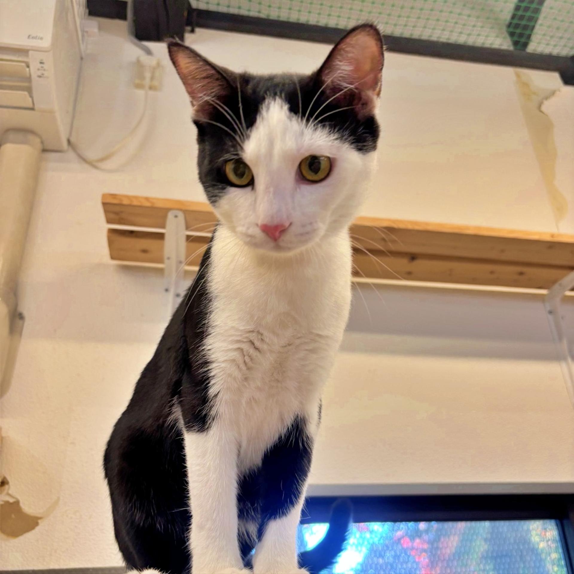 pet-image-3