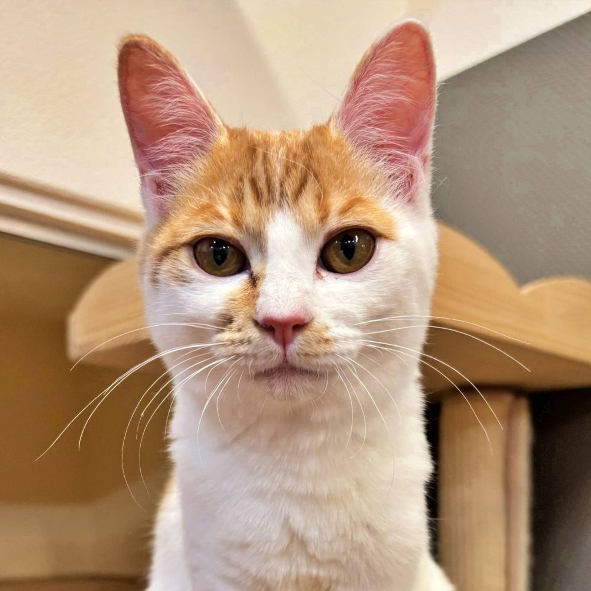 雑種（ミックス猫）・メスの里親募集の写真