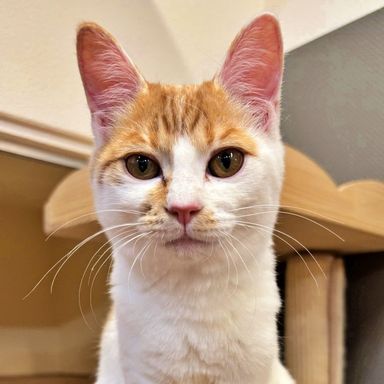 雑種（ミックス猫）・メスの里親募集の写真