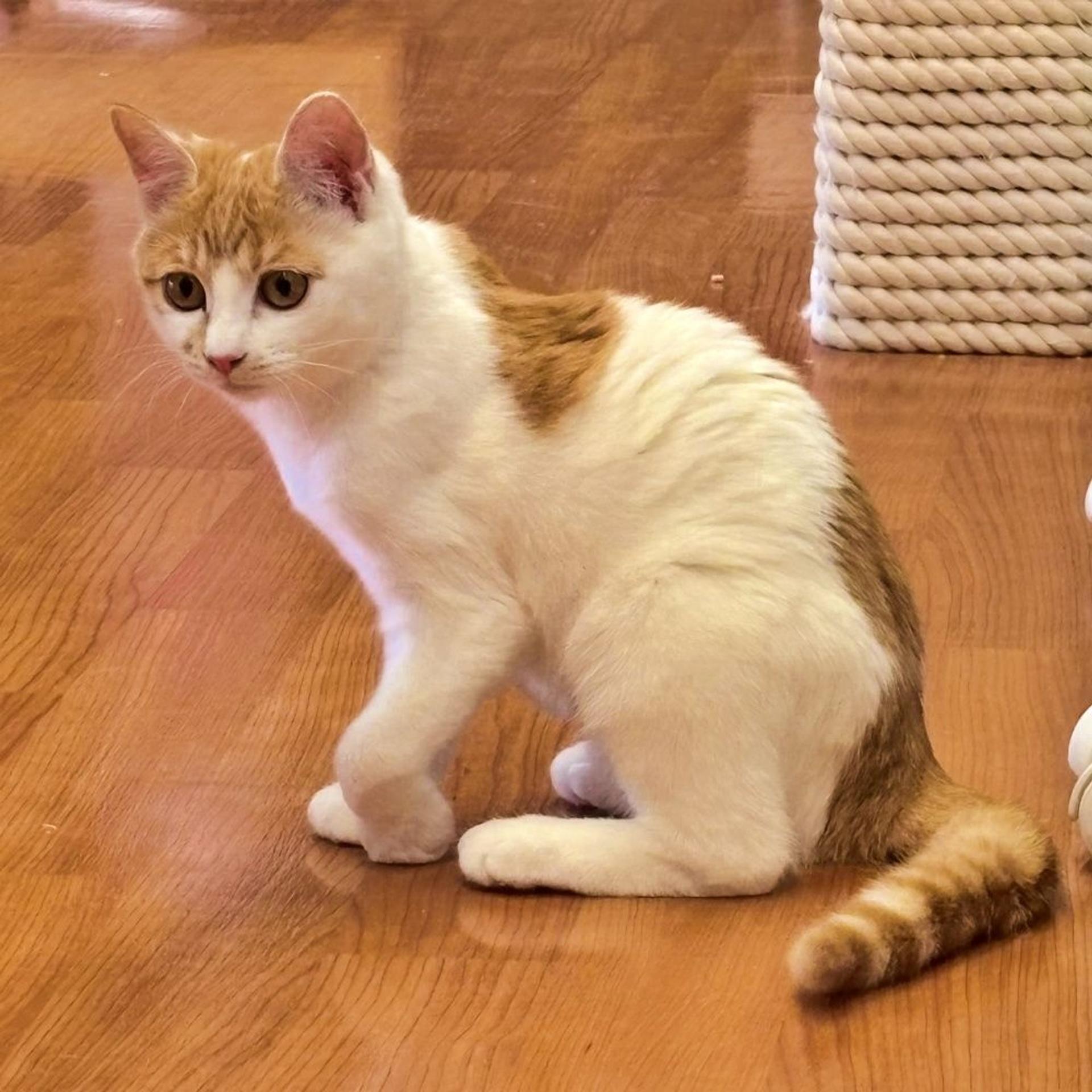 pet-image-3