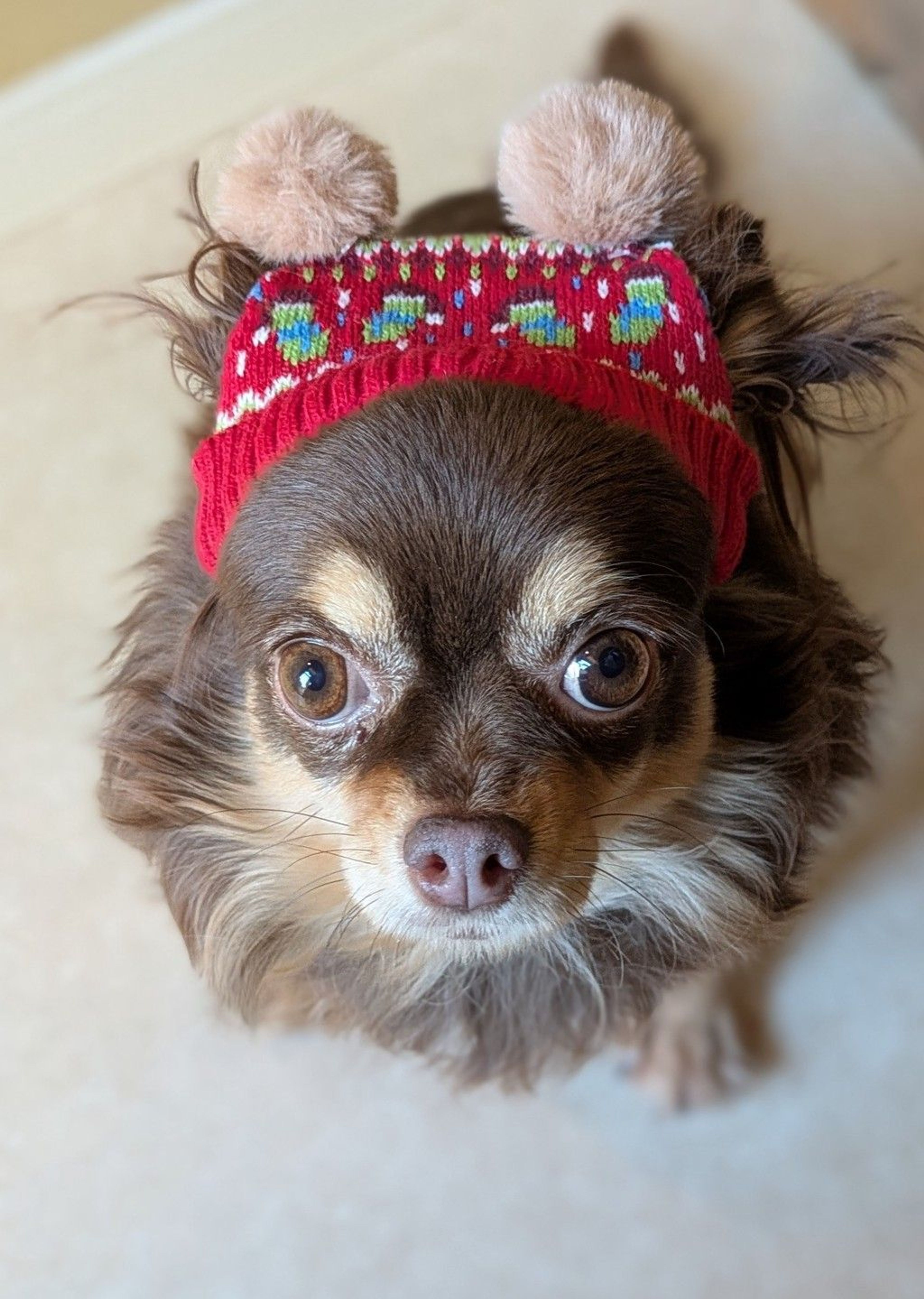 チワワ・メスの里親募集の写真