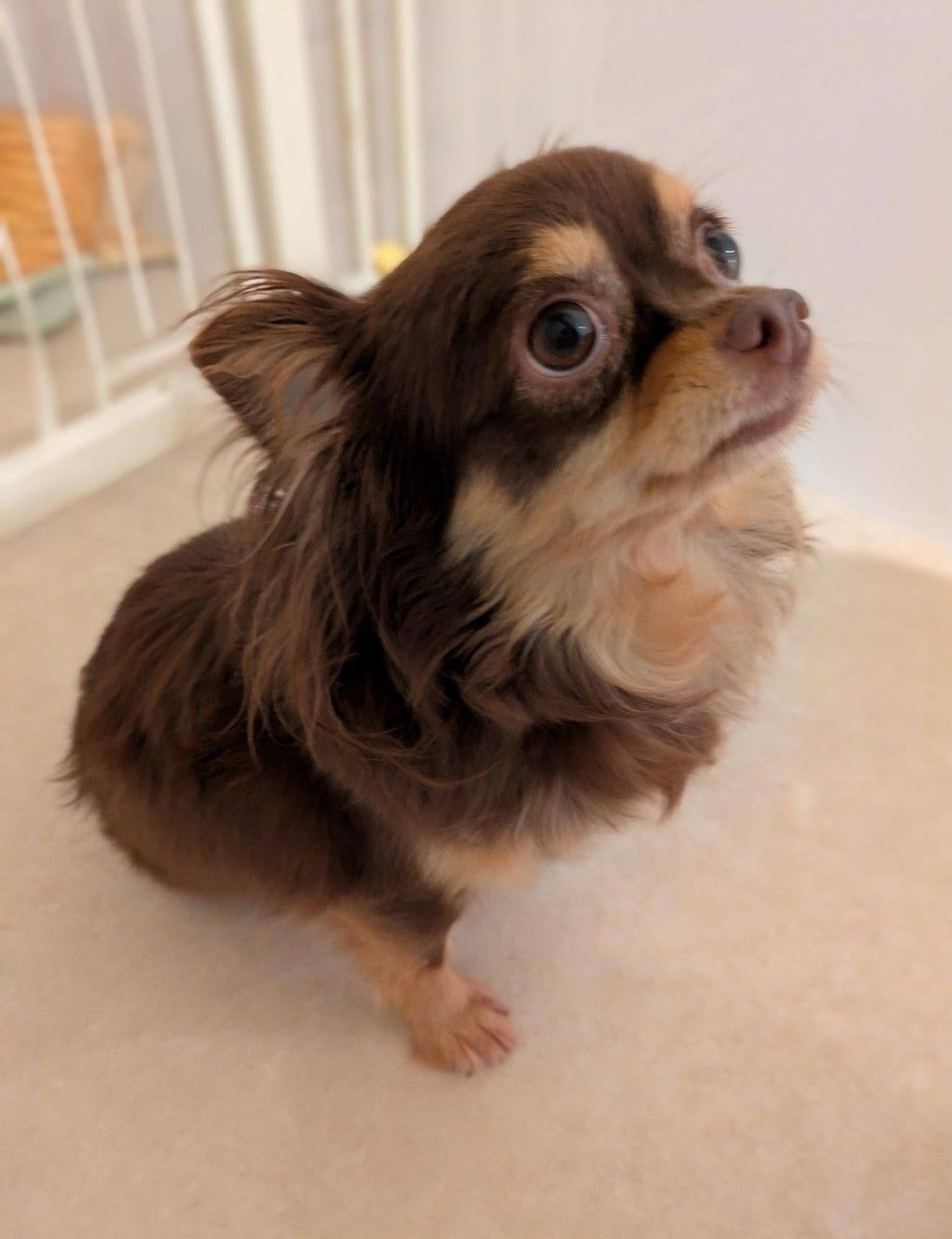 pet-image-4
