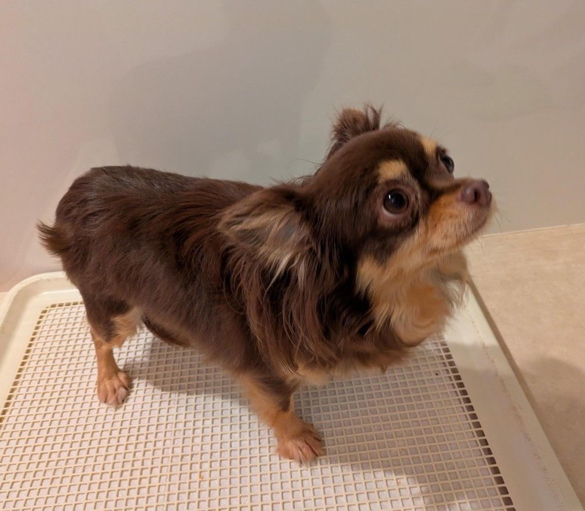 pet-image-5