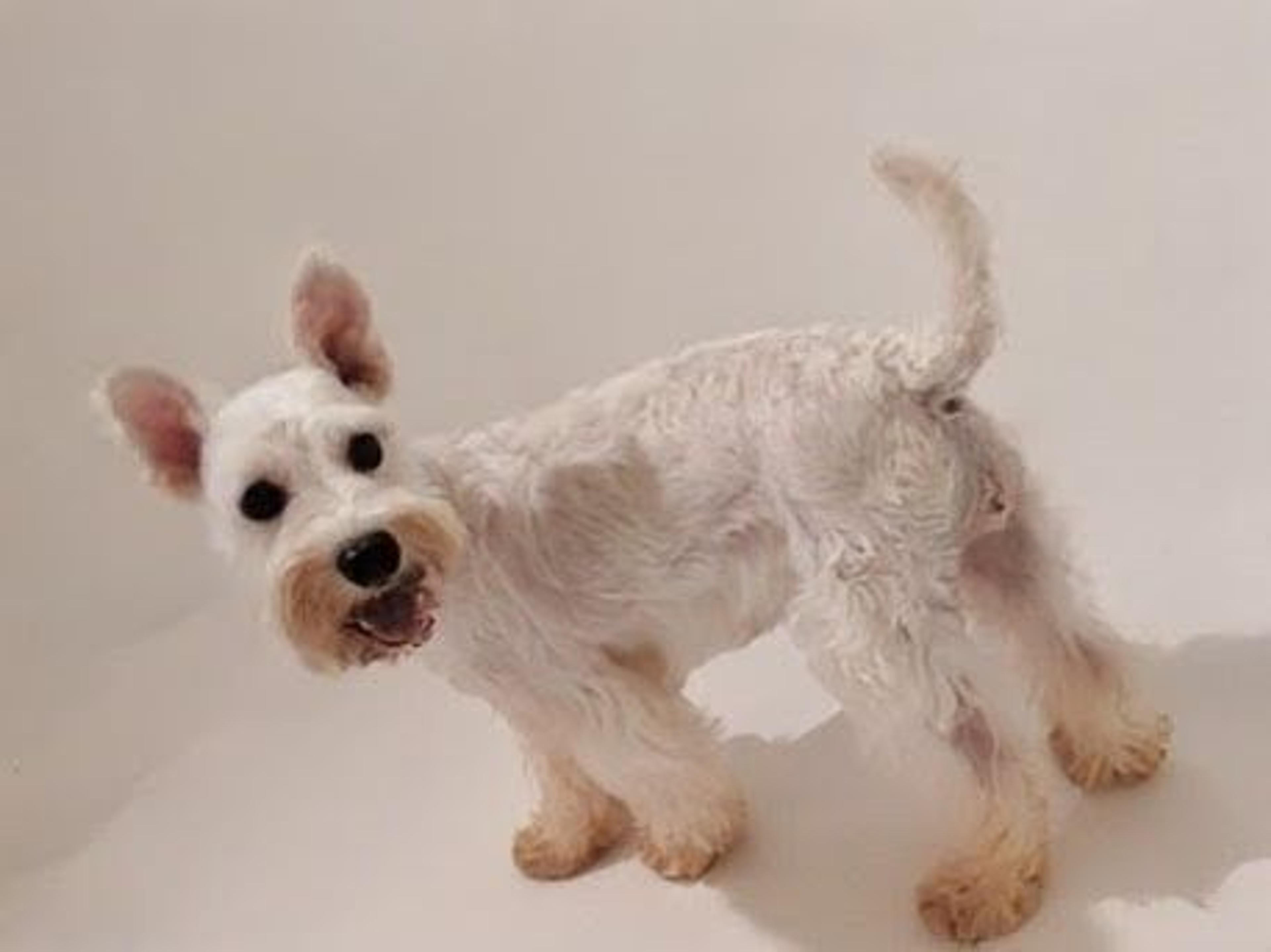 pet-image-2