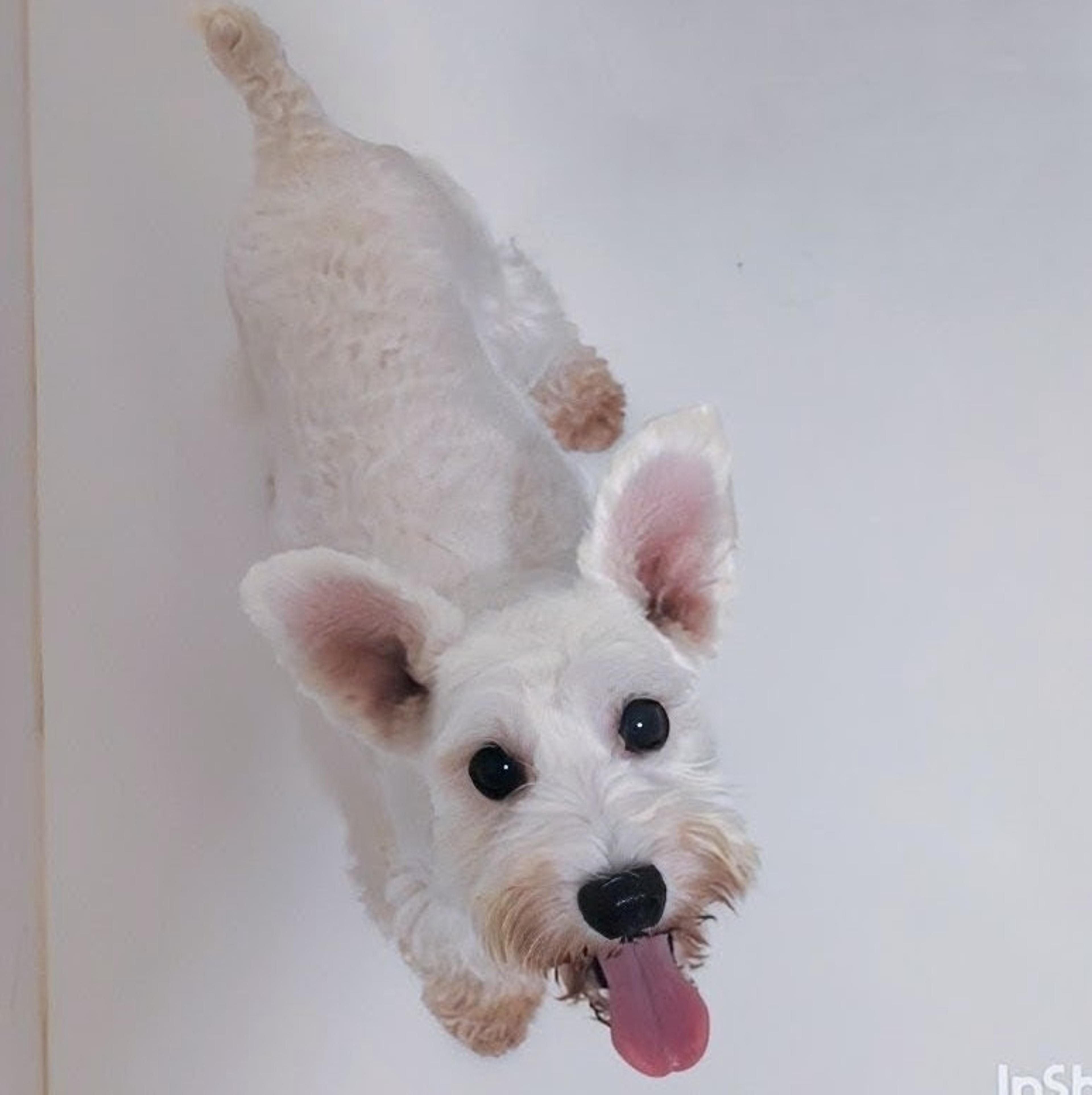 pet-image-3