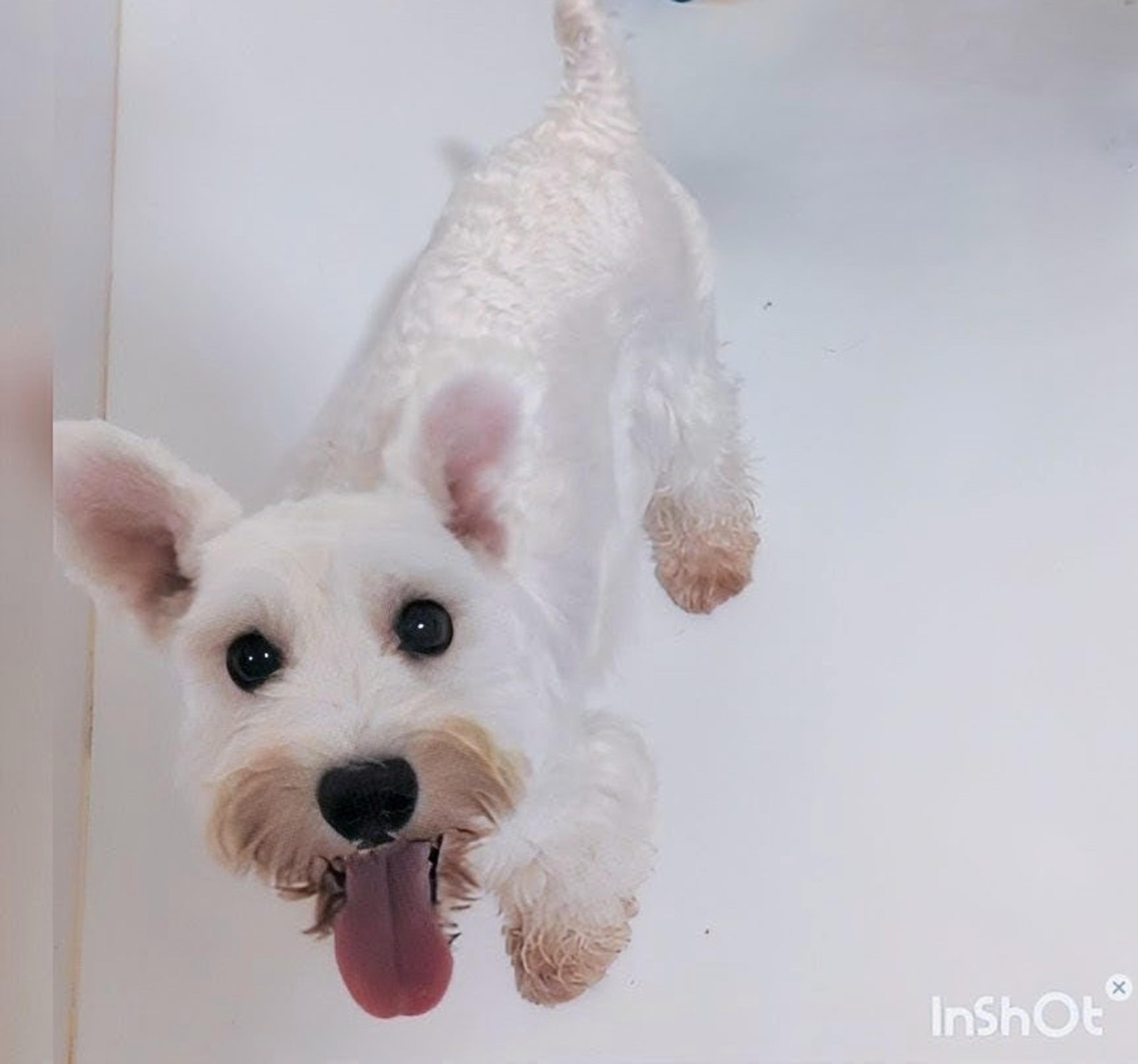 pet-image-4
