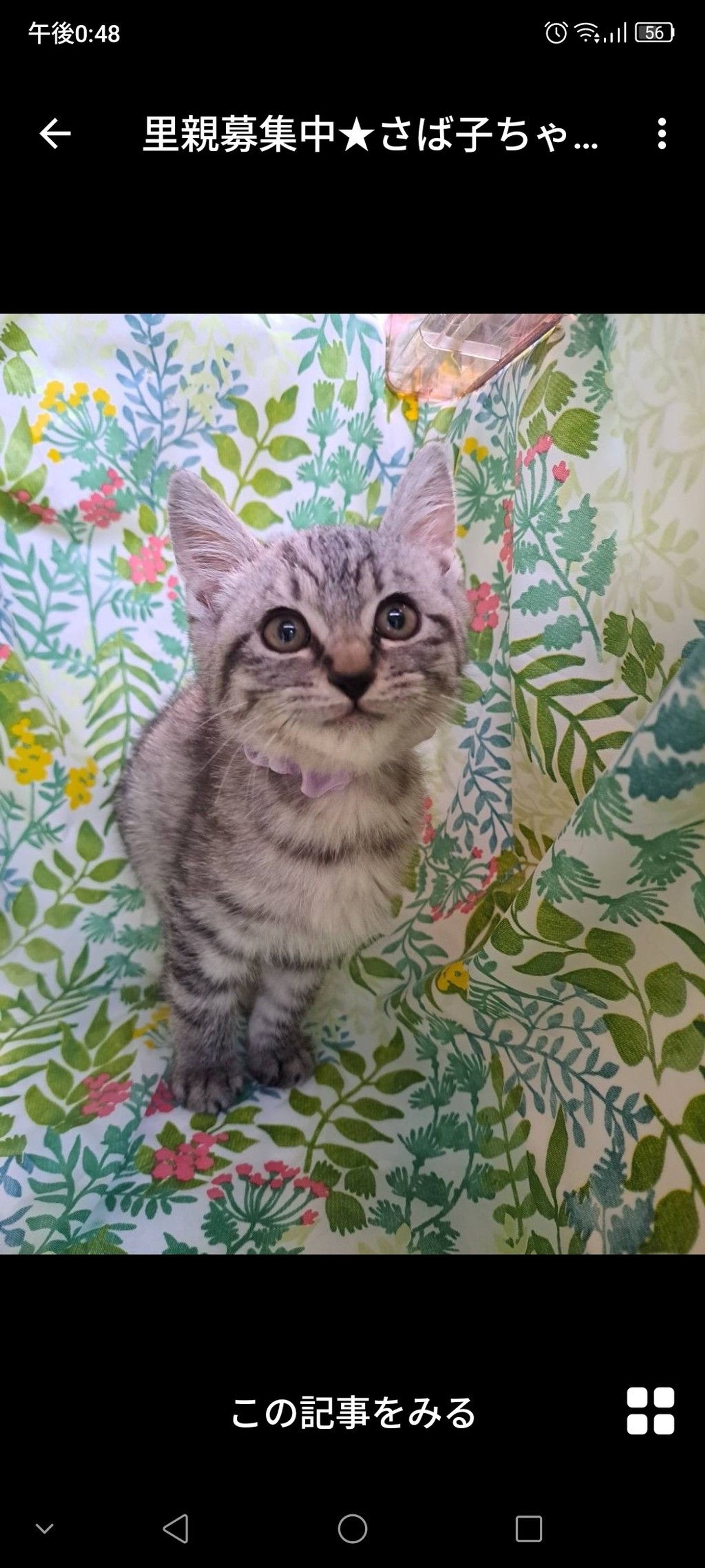 雑種（ミックス猫）・メスの里親募集の写真