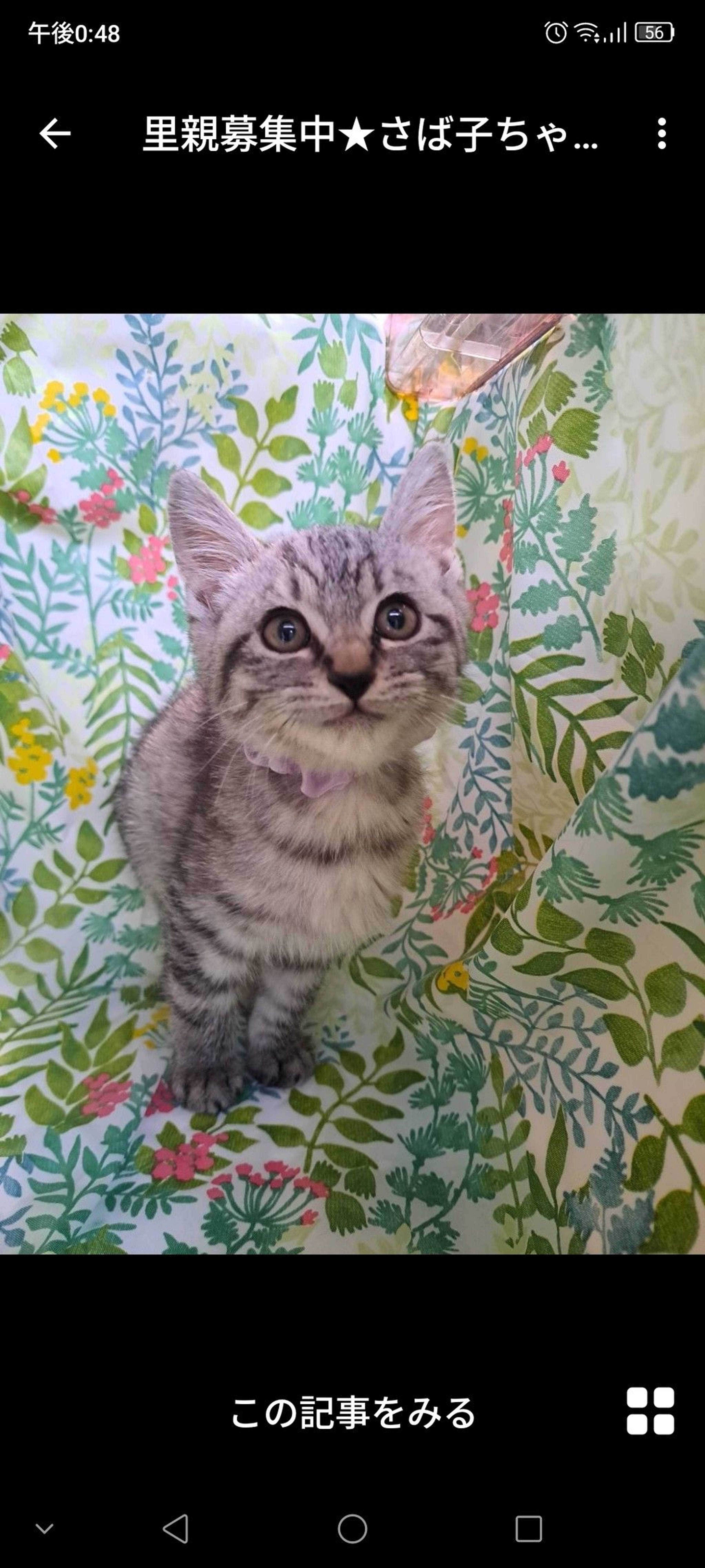 雑種（ミックス猫）・メスの里親募集の写真